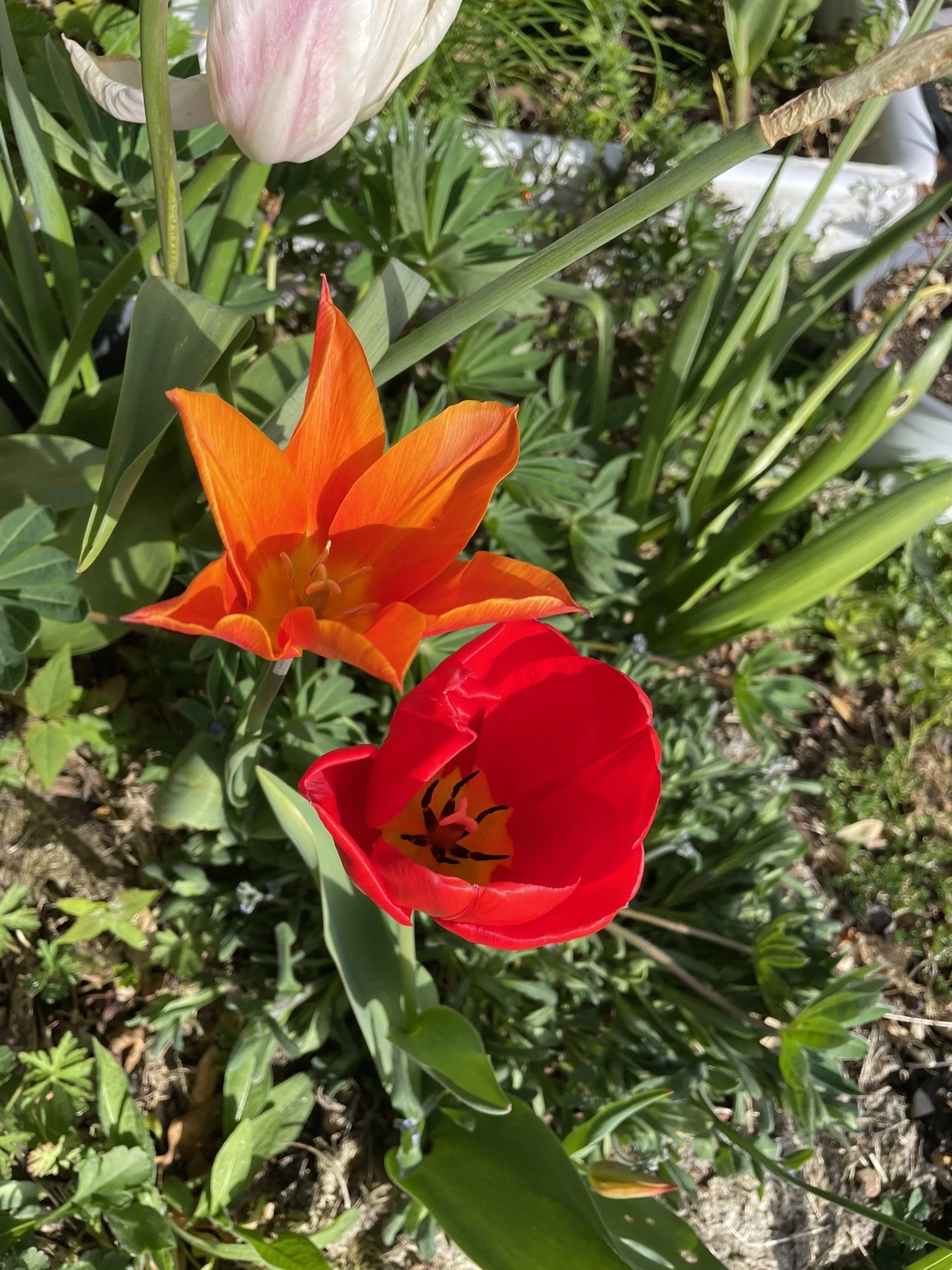 IMG_9545.JPEG