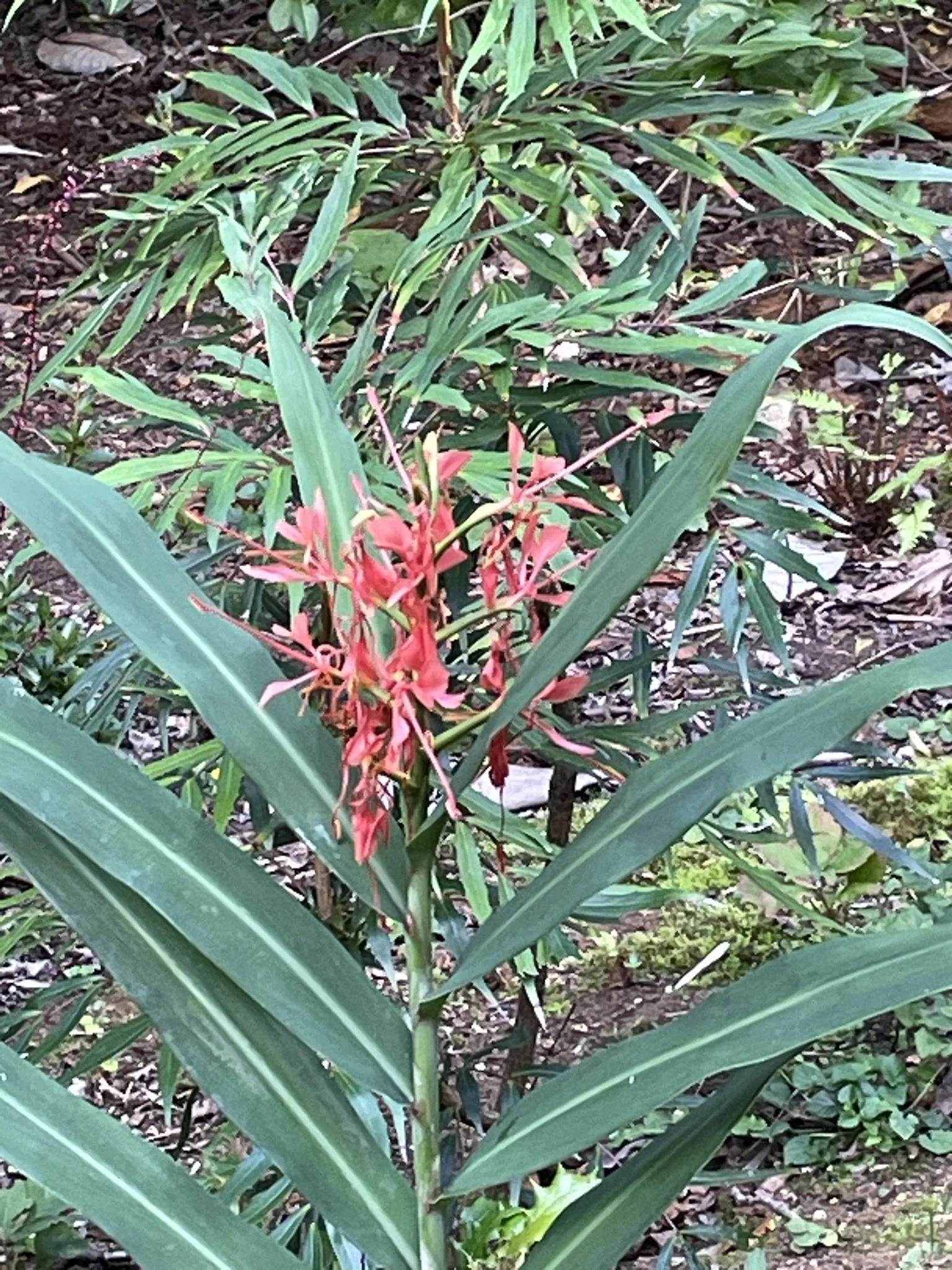 IMG_0612.JPEG