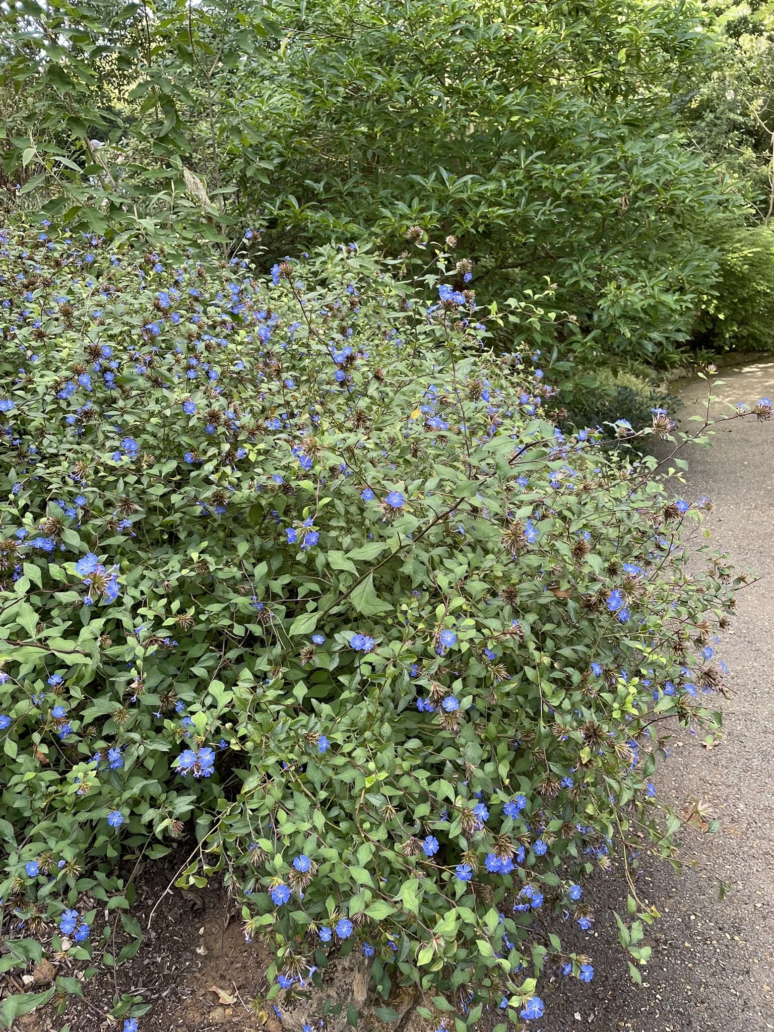 IMG_0615.JPEG