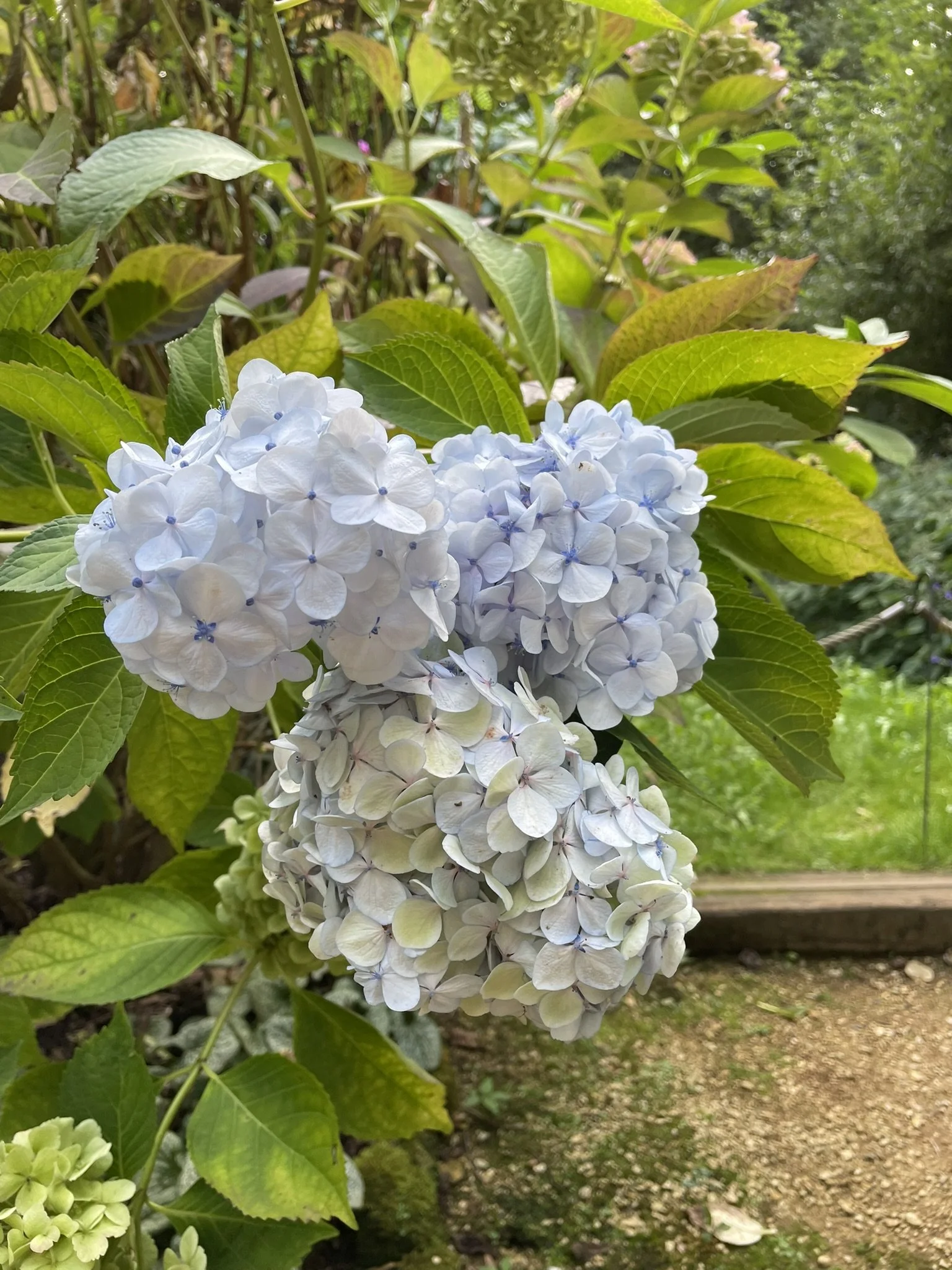 IMG_0617.JPEG