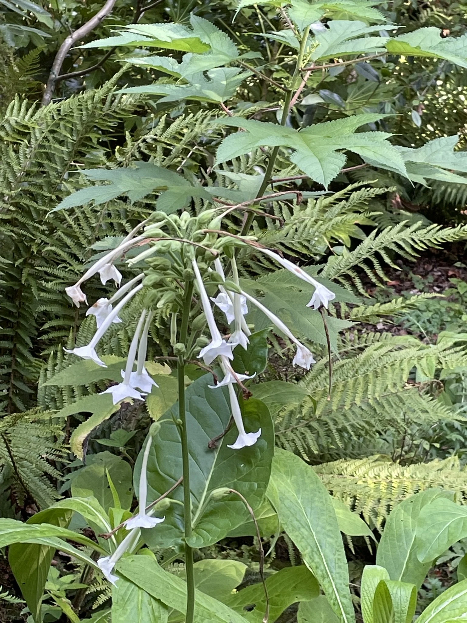 Out and about - Abbotsbury Subtropical Gardens