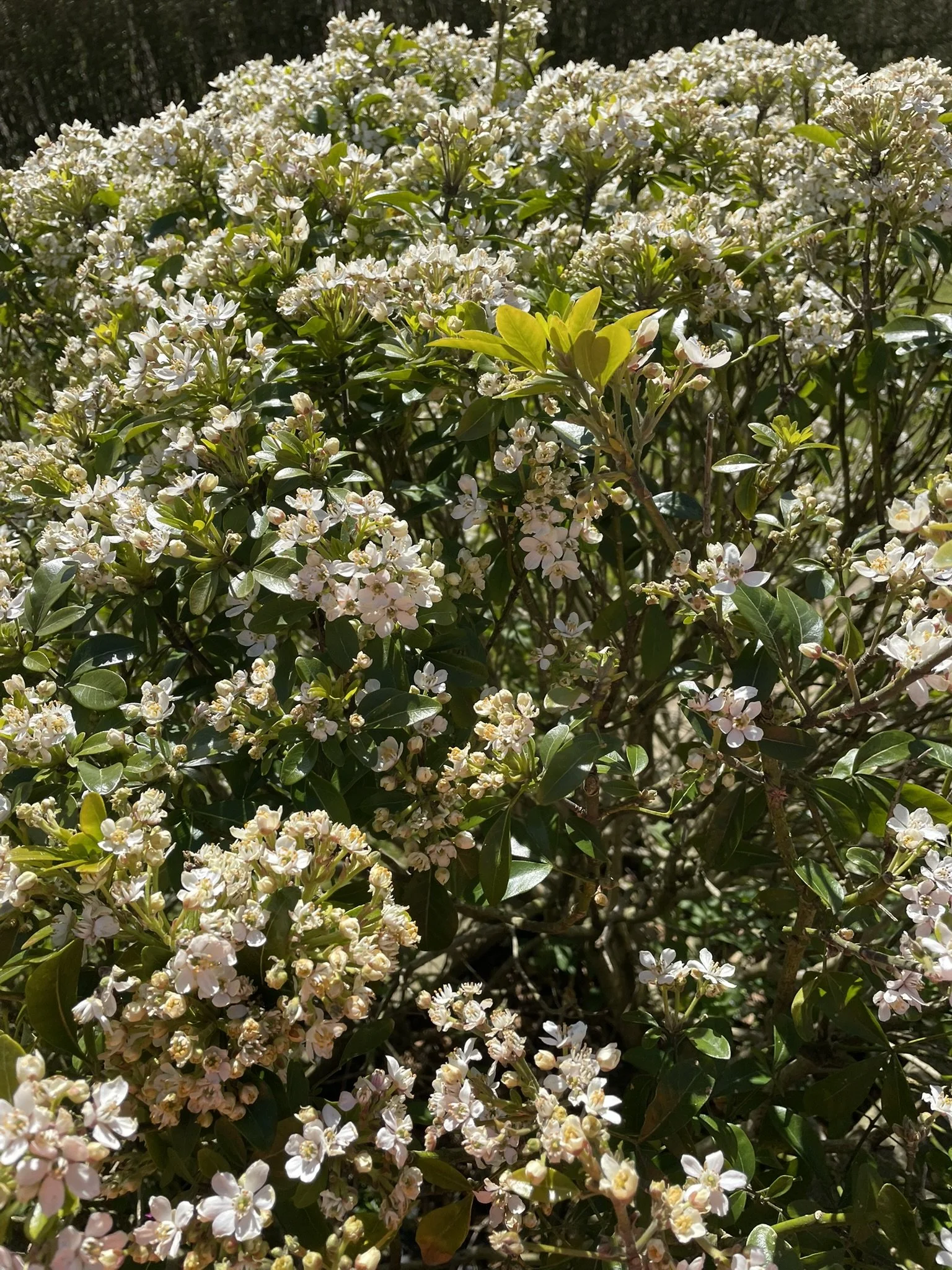 24 April 2026 fragrant garden