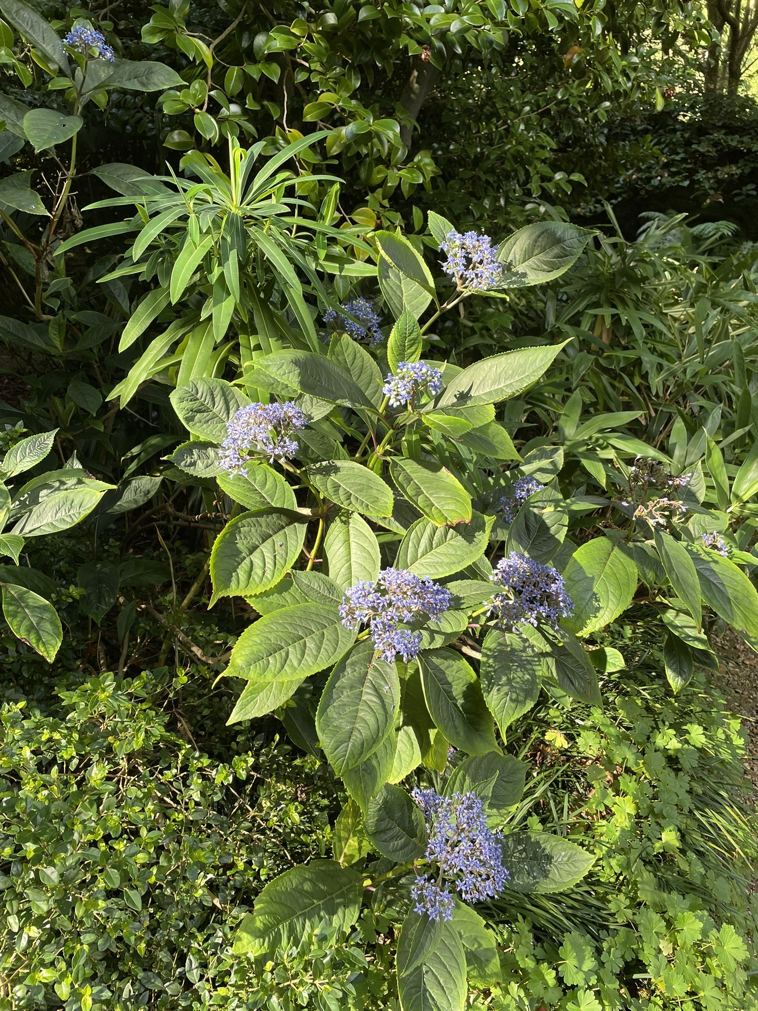 Out and about - Abbotsbury Subtropical Gardens