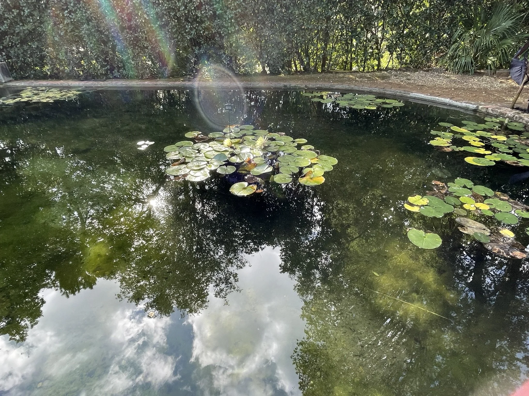 Out and about - Abbotsbury Subtropical Gardens