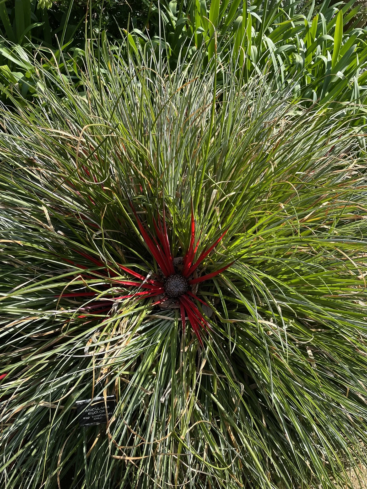 Out and about - Abbotsbury Subtropical Gardens