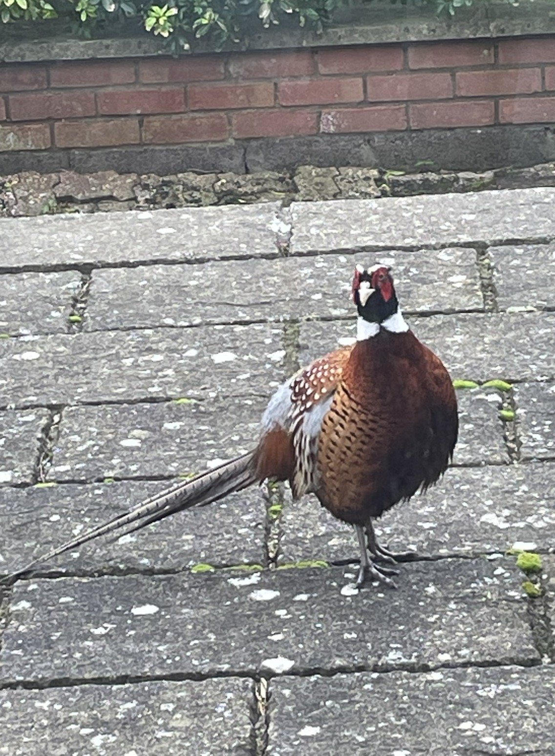 Pheasant came to the door in the morning and stayed for a while, he seems to enjoy being here.