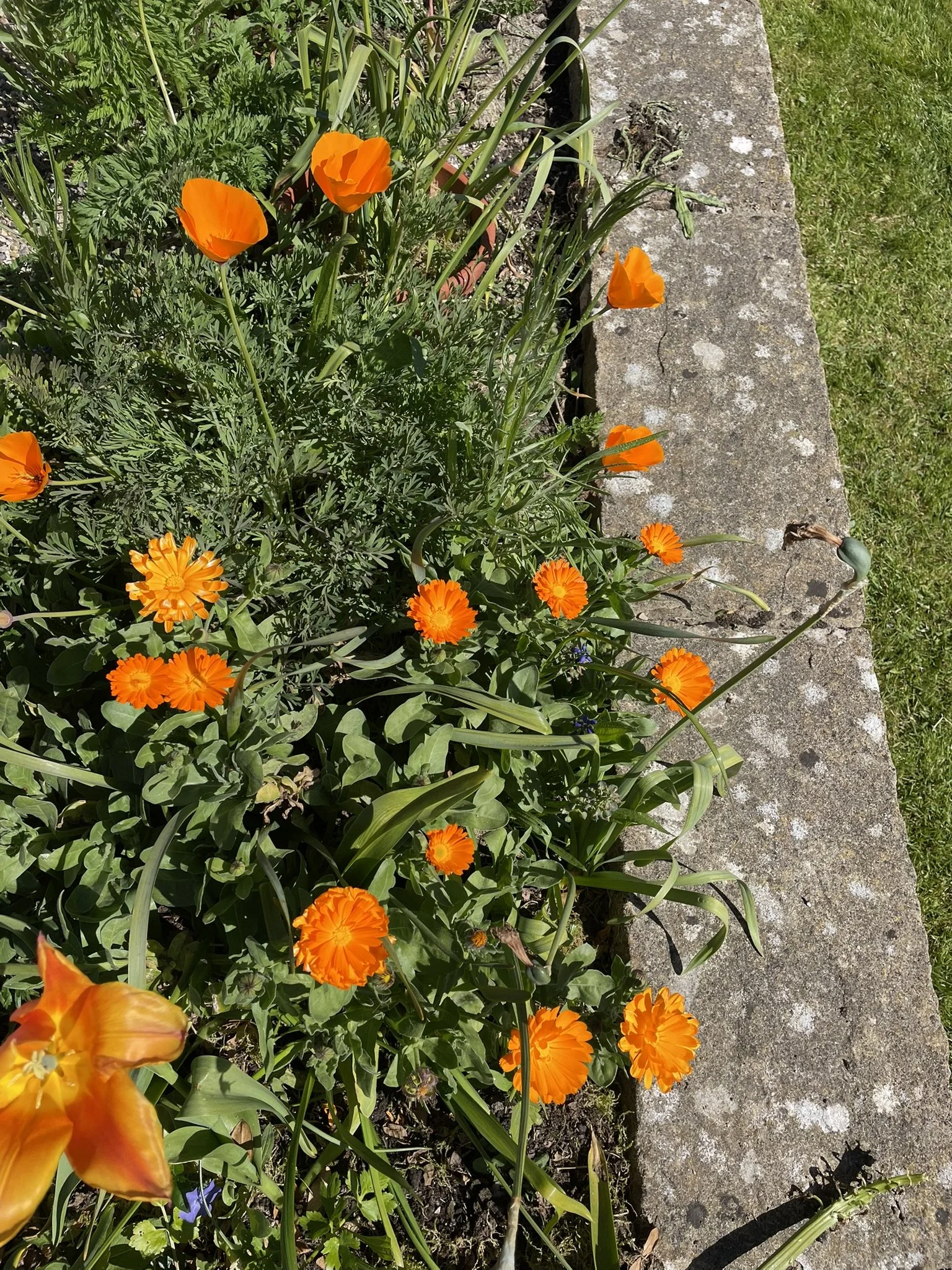 24 APRIL 2026 my orange border