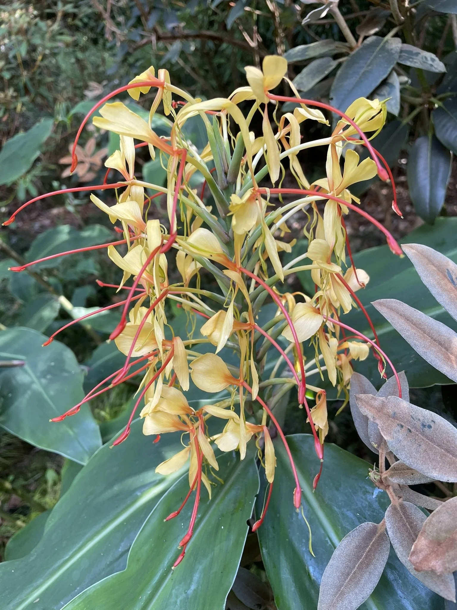 Out and about - Abbotsbury Subtropical Gardens