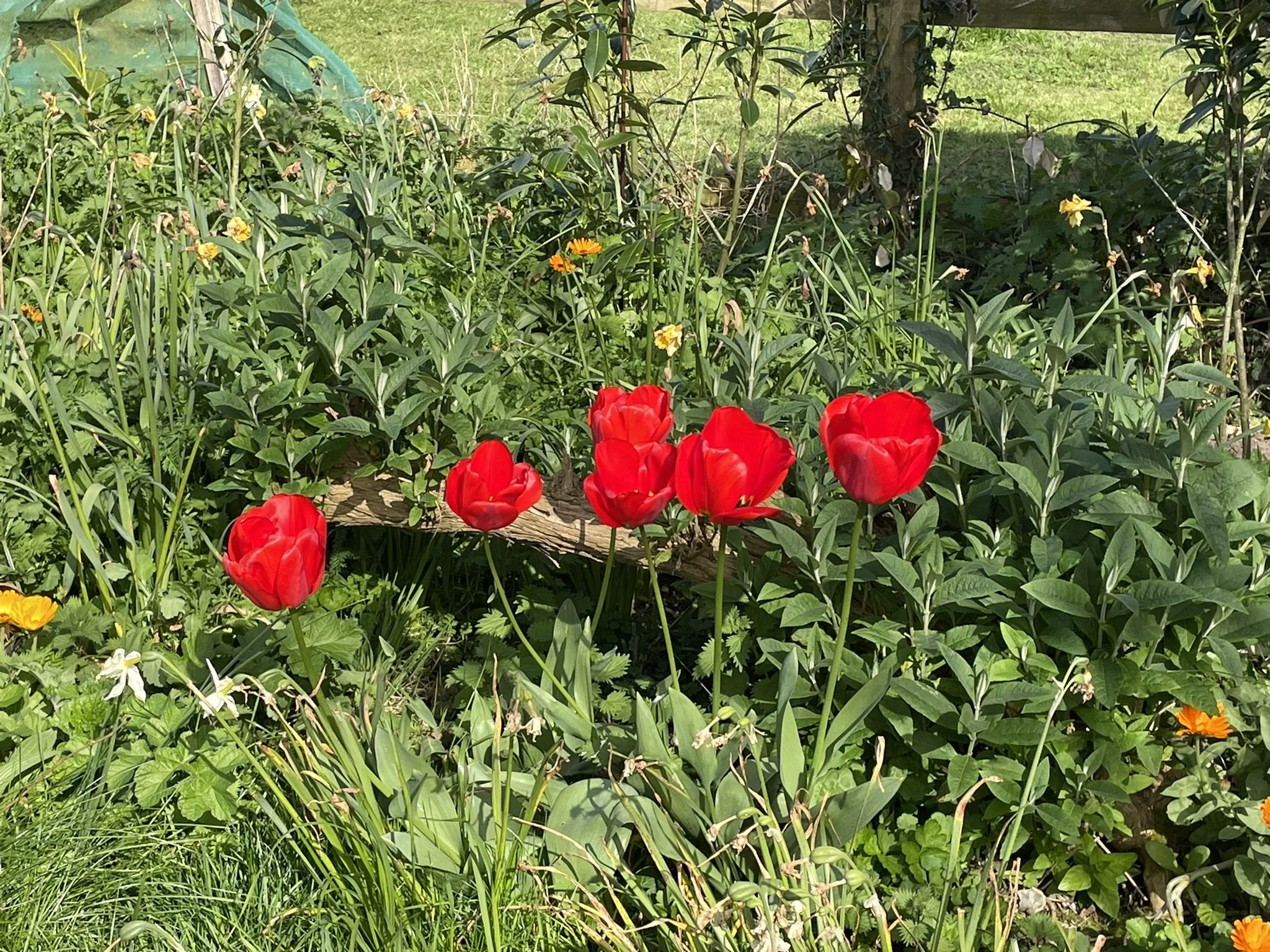 April 2026 Tulips at garden's end