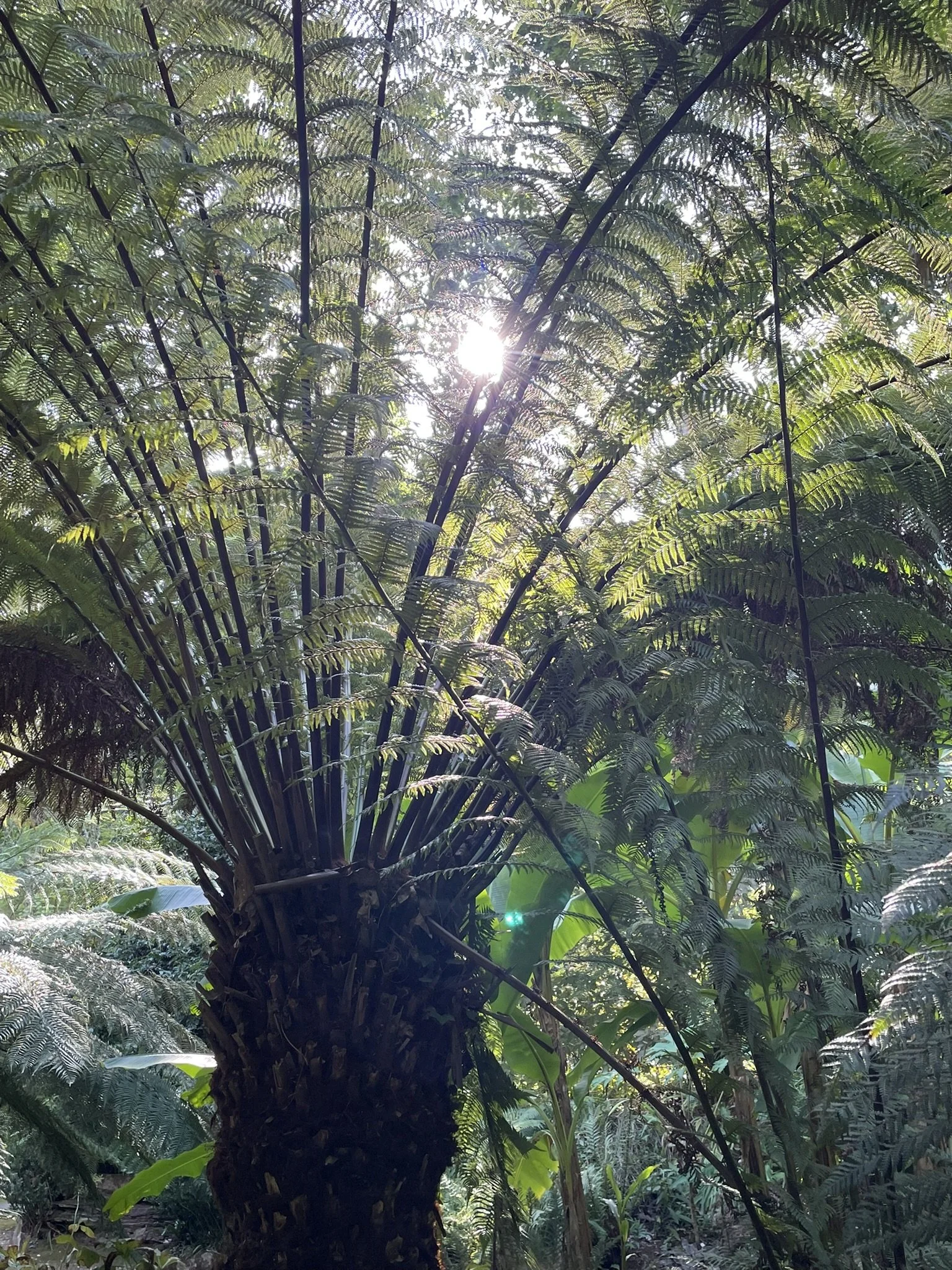 Out and about - Abbotsbury Subtropical Gardens