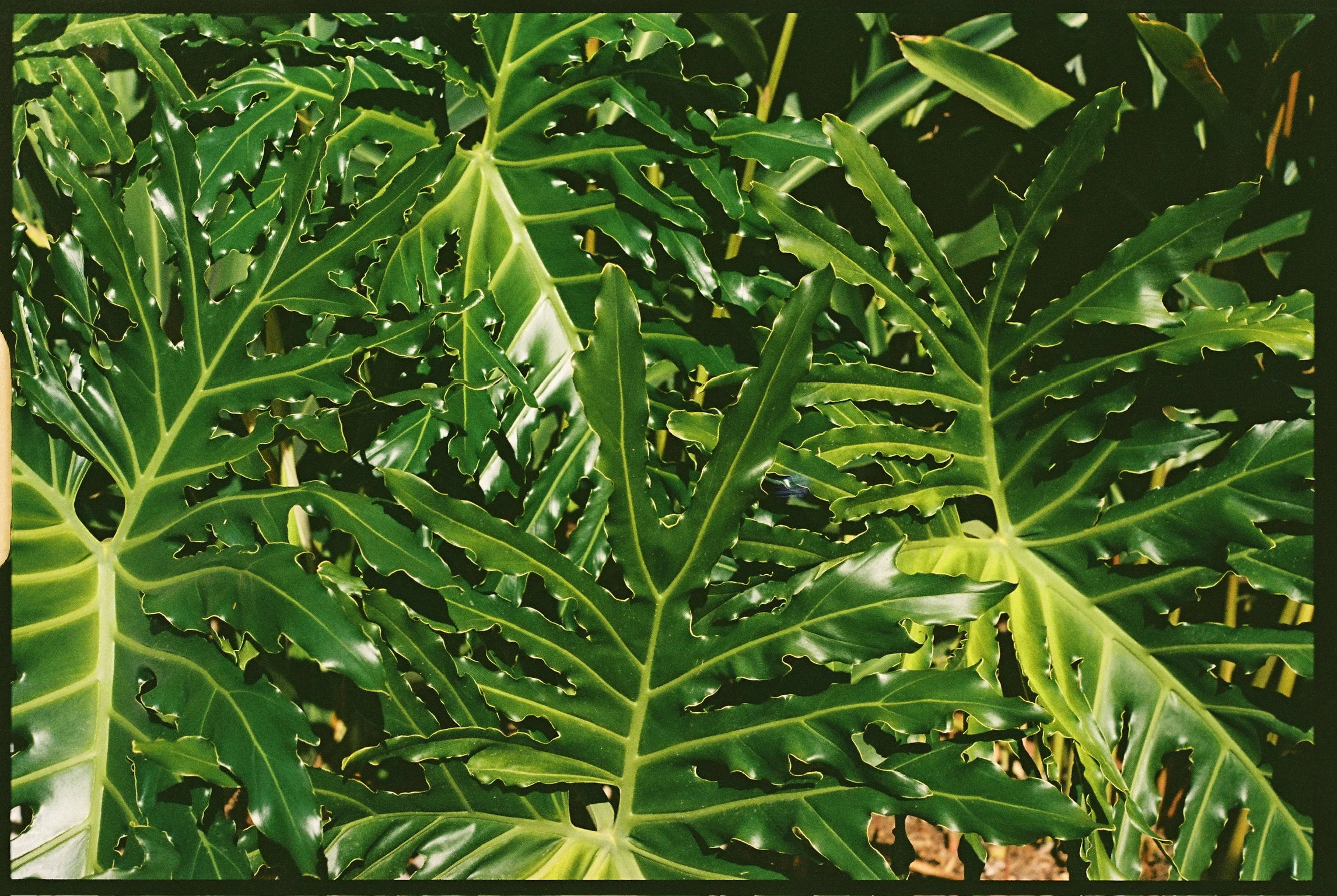 Close-up of lush green tropical leaves with deep lobes and a glossy surface.