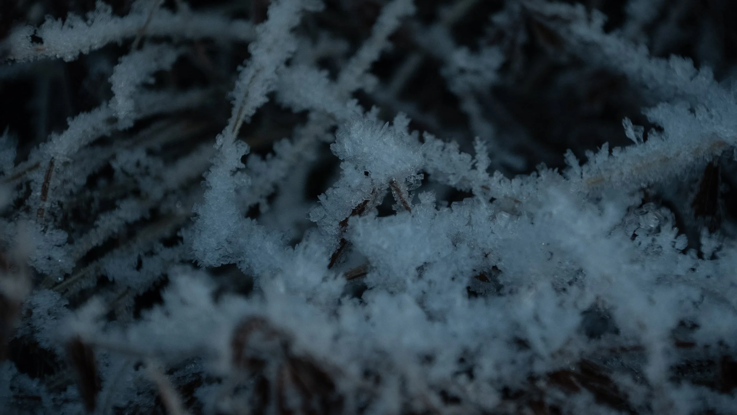 Close-up of frosty snow-covered grass and twigs.