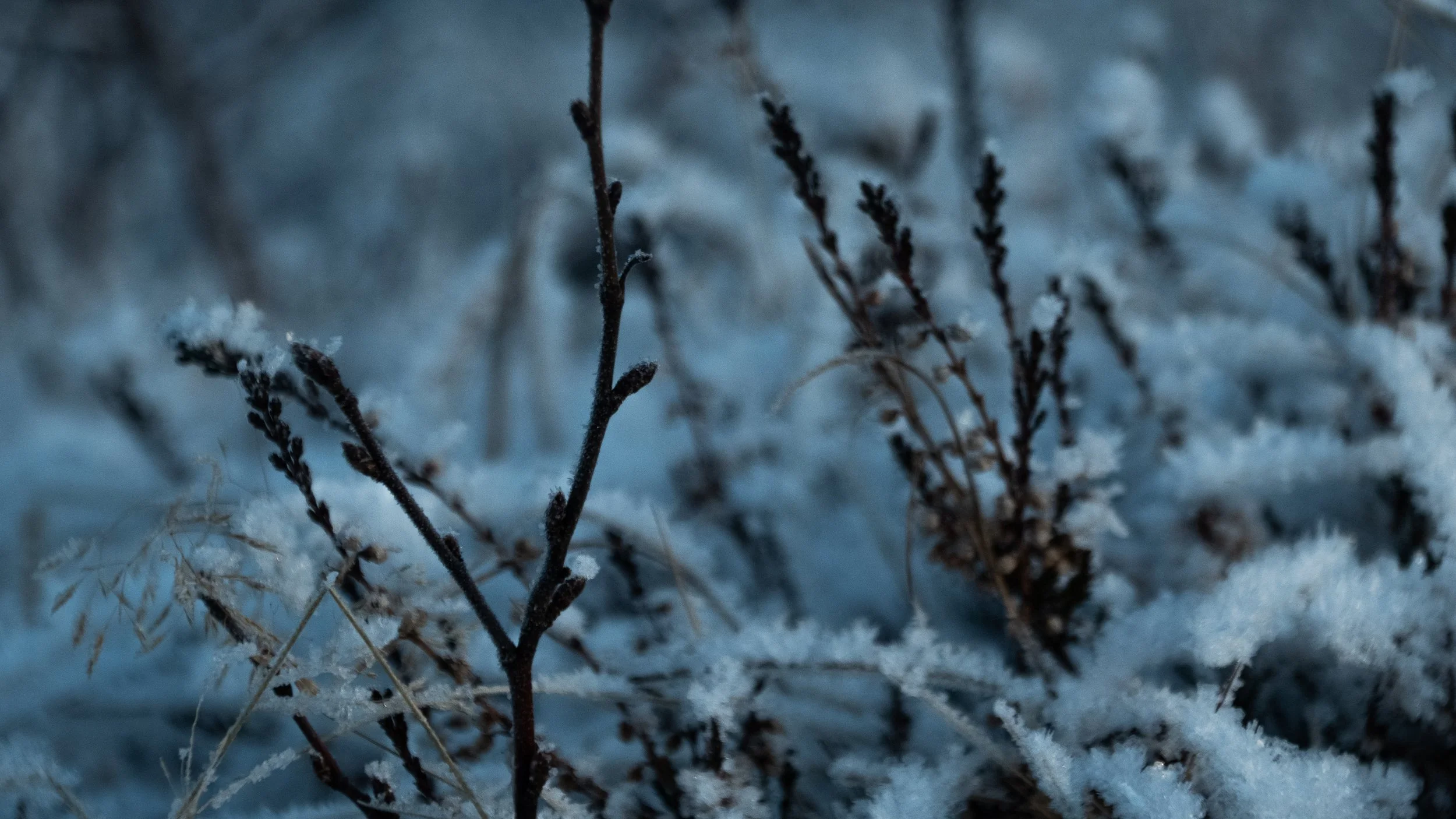 Frost-covered dry plant stems and grass in close-up on a winter day.