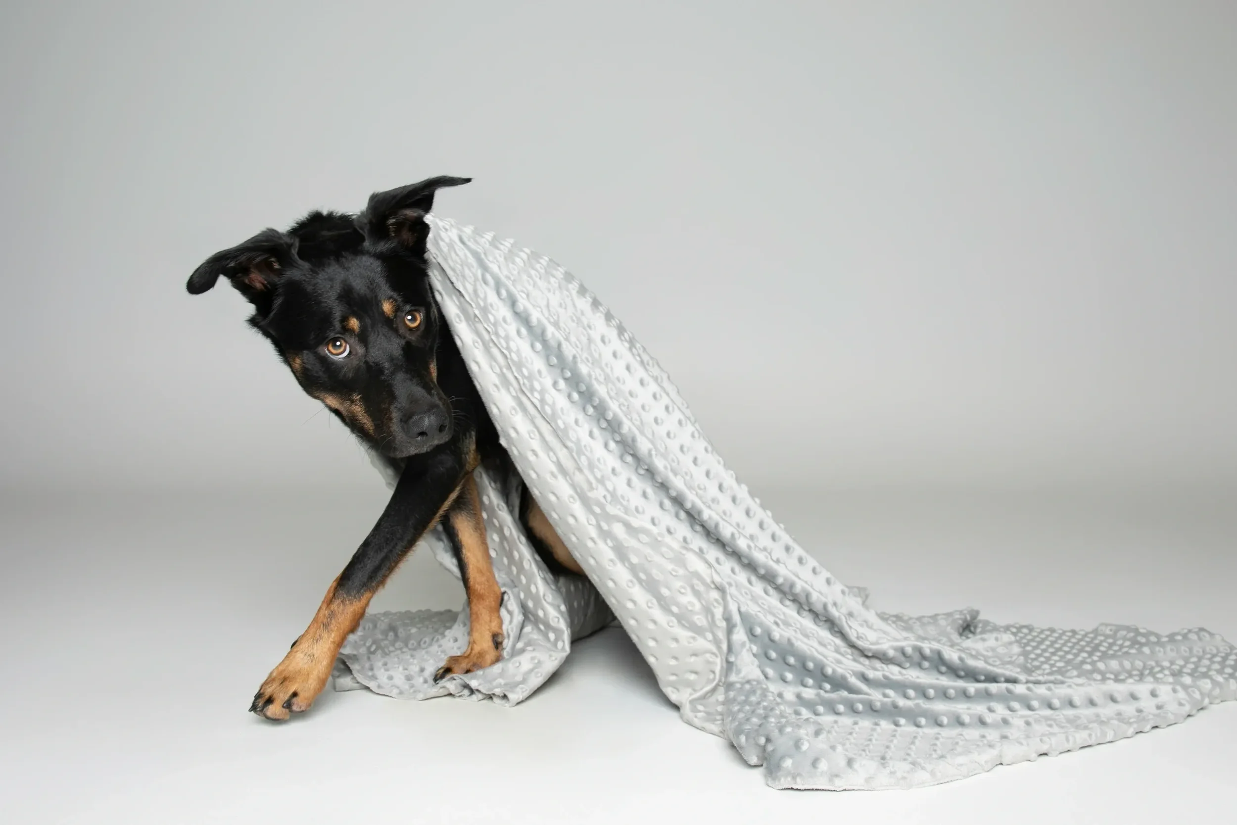 A black and tan dog with floppy ears and amber eyes, partially wrapped in a white, textured blanket, against a plain gray background.