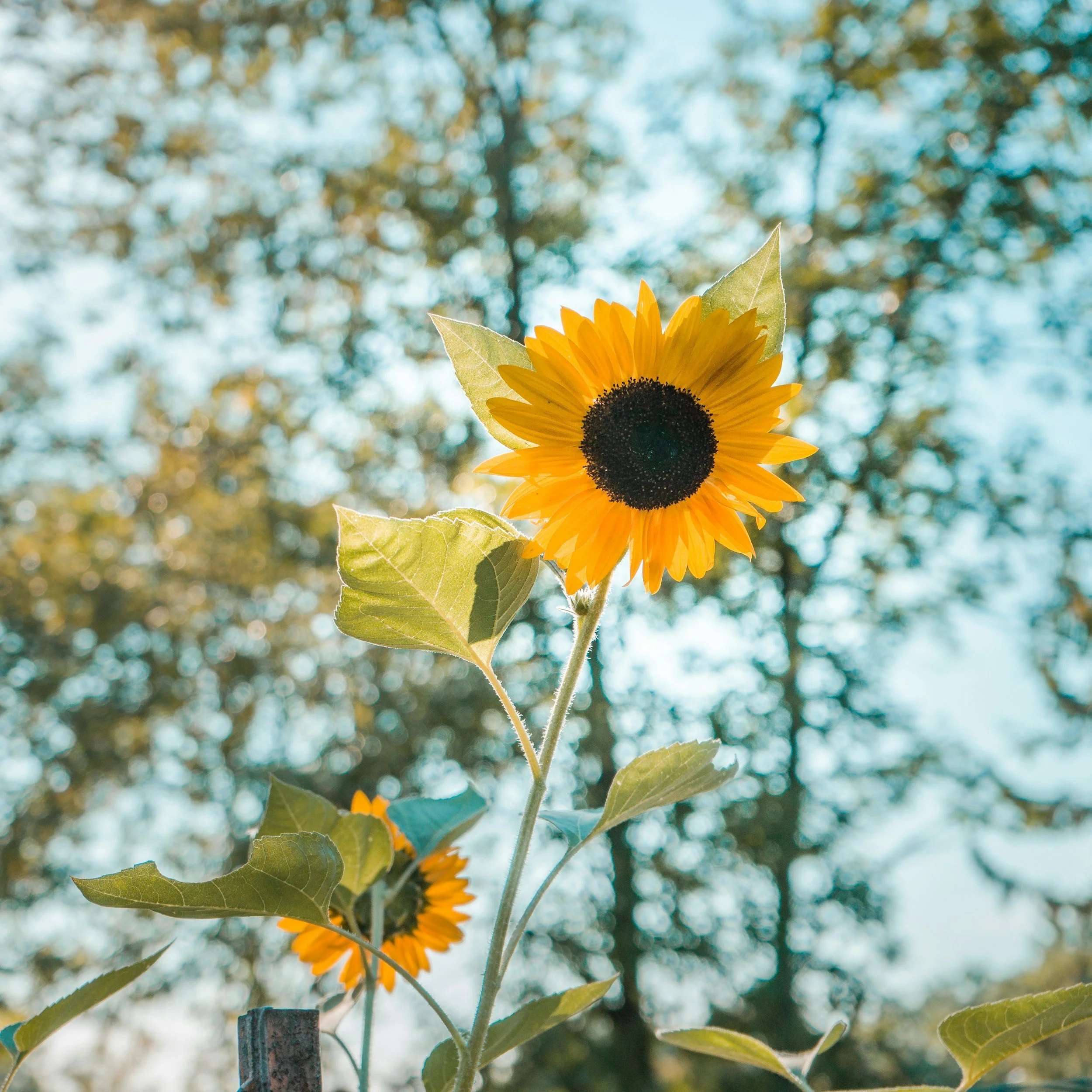 Sunflower with bright yellow petals and green leaves against a background of trees and a blue sky.