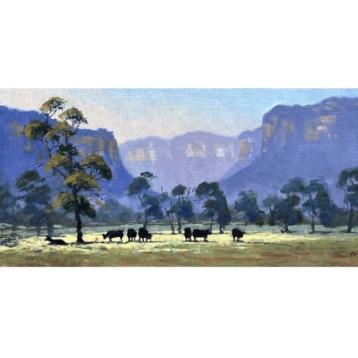 Cattle at Glen Davis, NSW