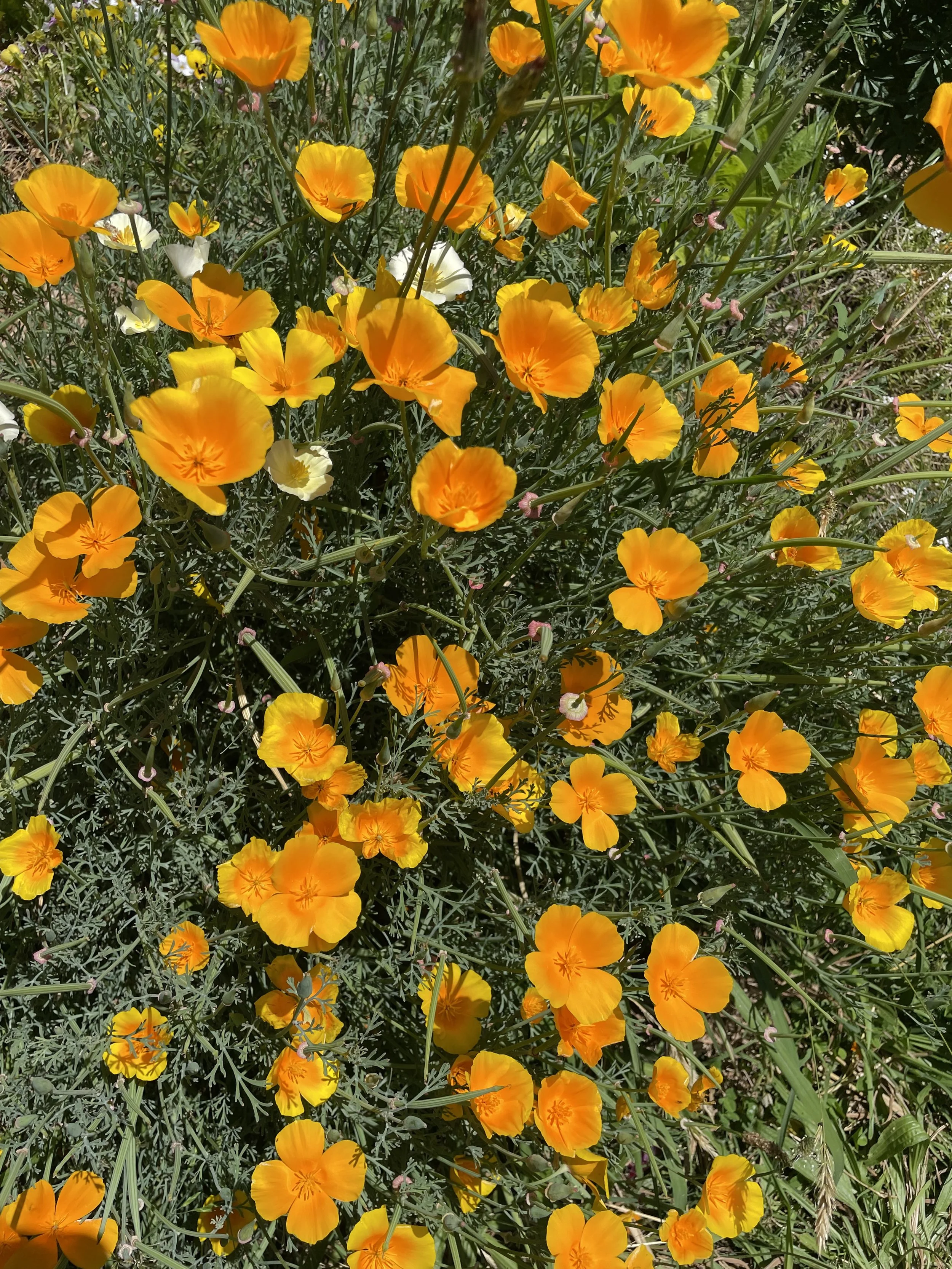 California Poppy Tincture
