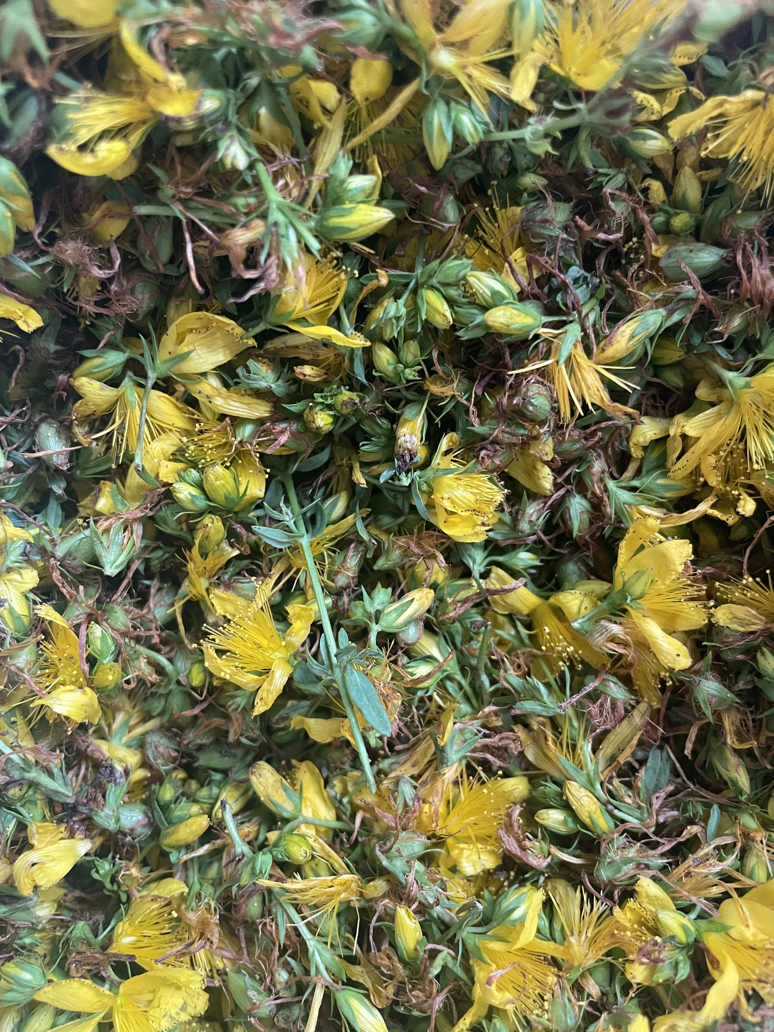 St John’s Wort Tincture