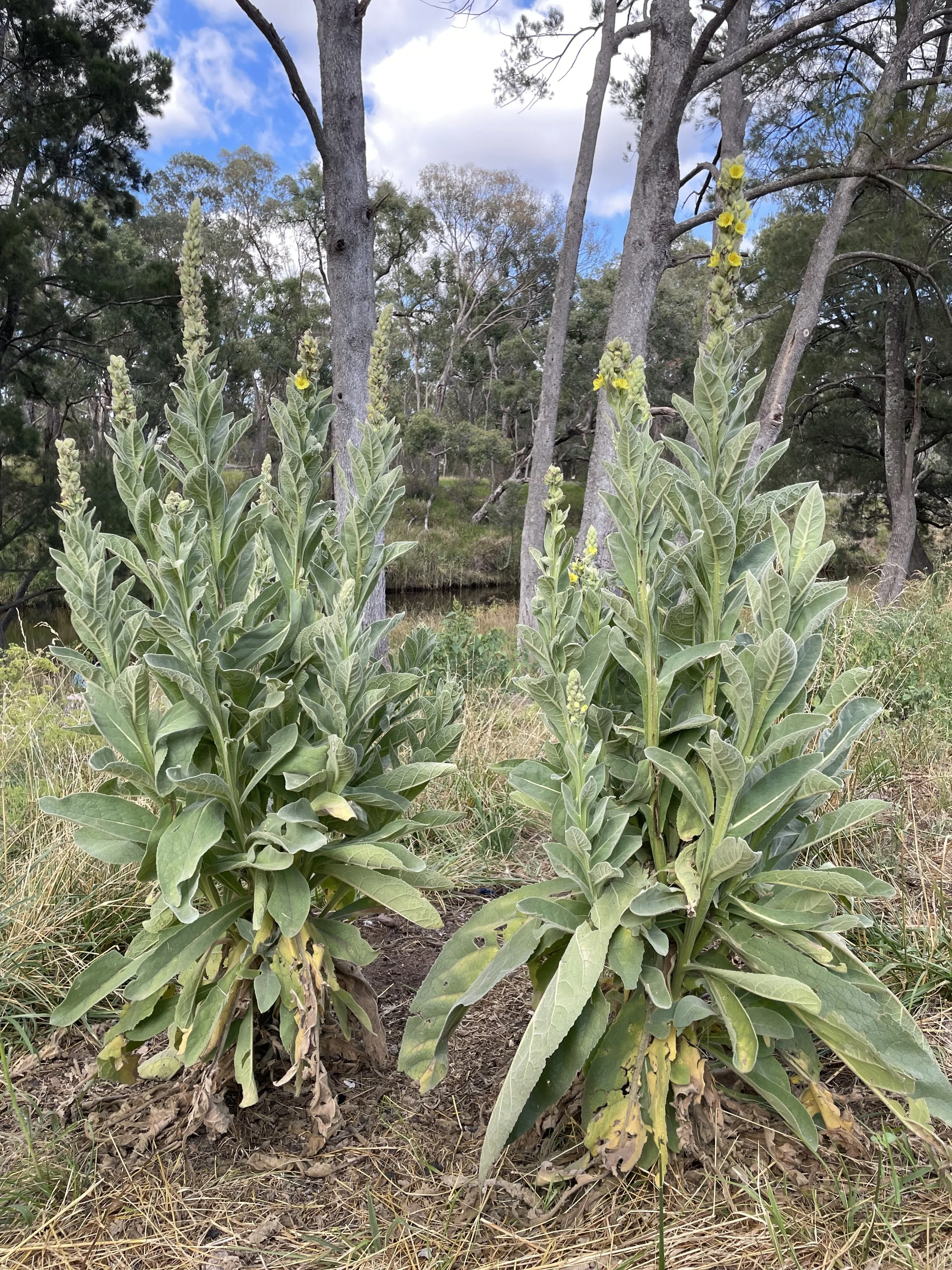 Mullein Elixir