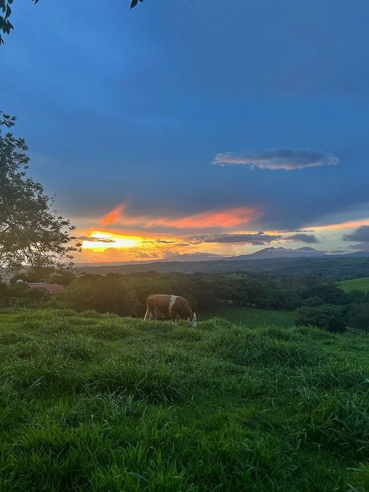 #nature #costarica.jpeg