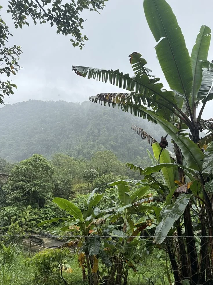 #costarica #jungle #tropical.jpeg