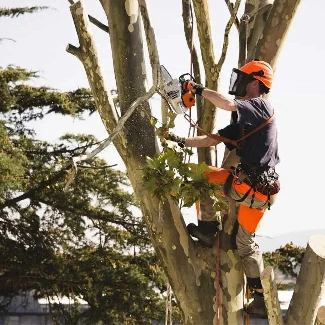Tree Pruning