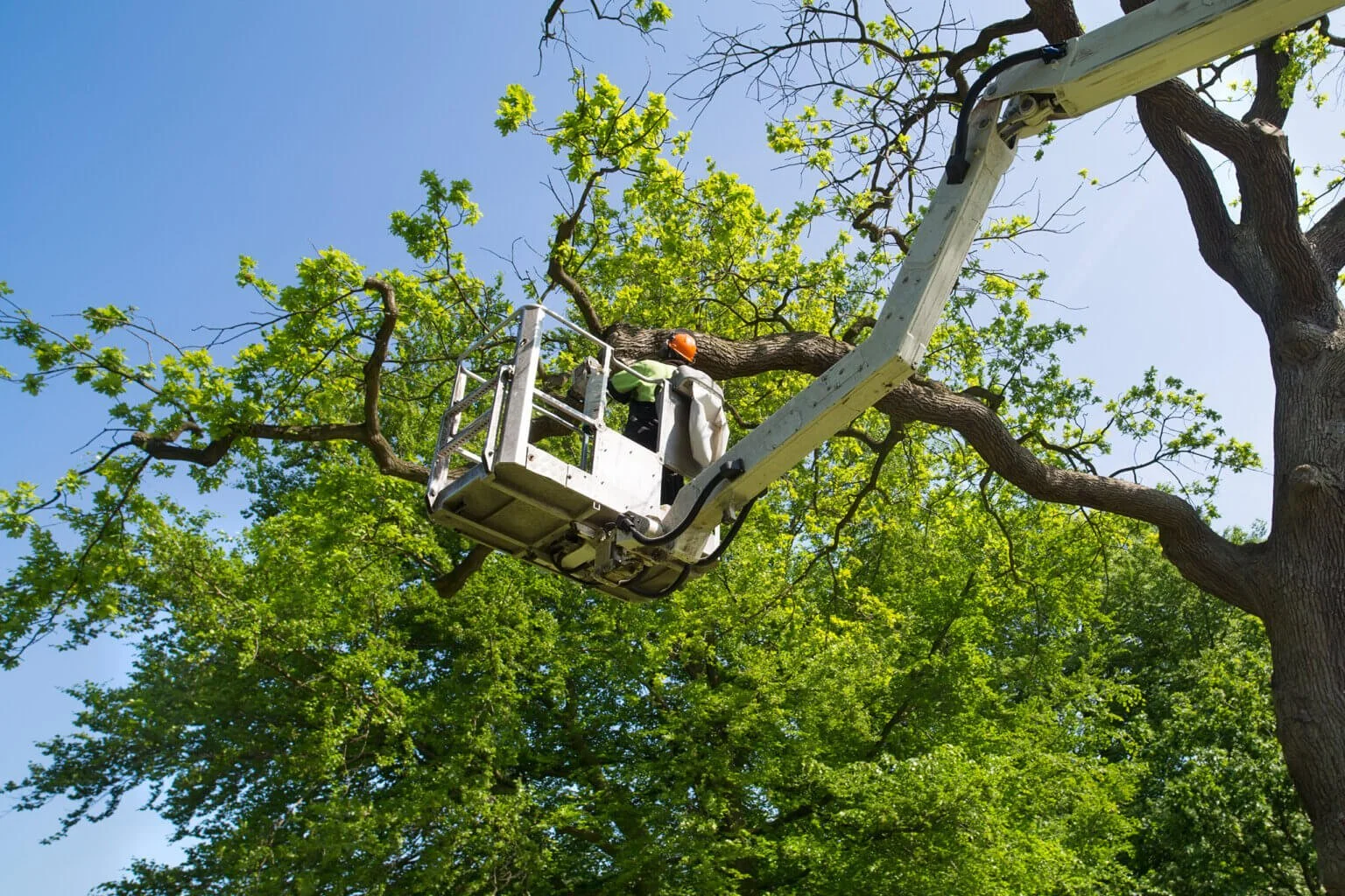 Tree Pruning