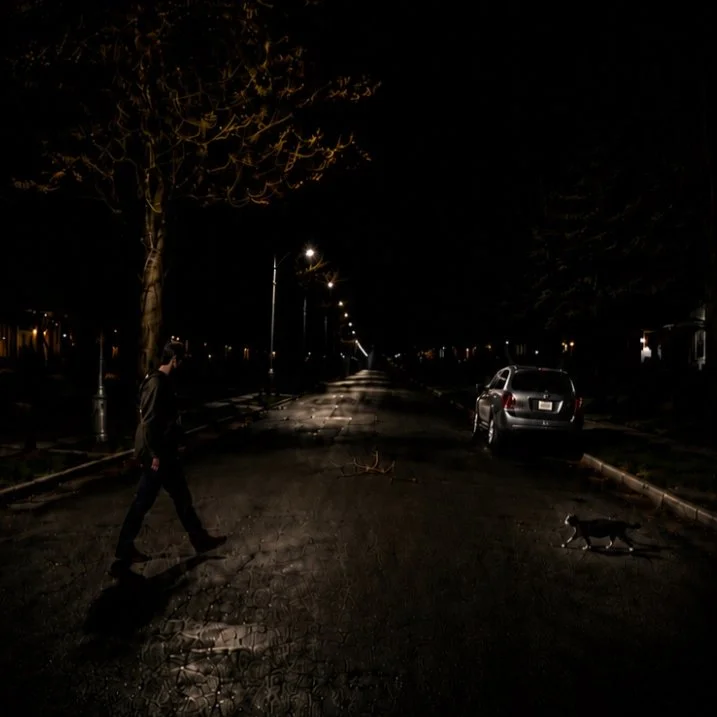 Nighttime road scene revealing a cat