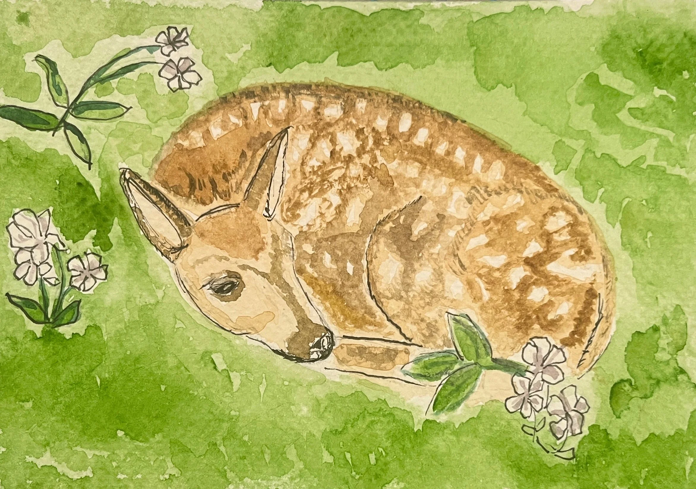 Watercolor of a fawn curled up in the grass