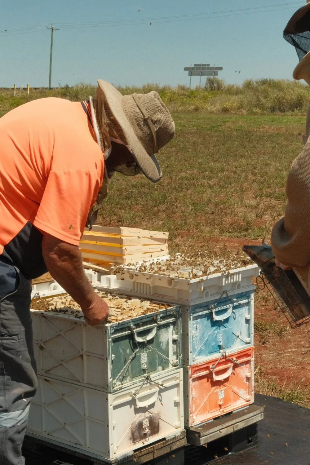 Beekeepers inspecting honey bee hives outdoors on a sunny day.