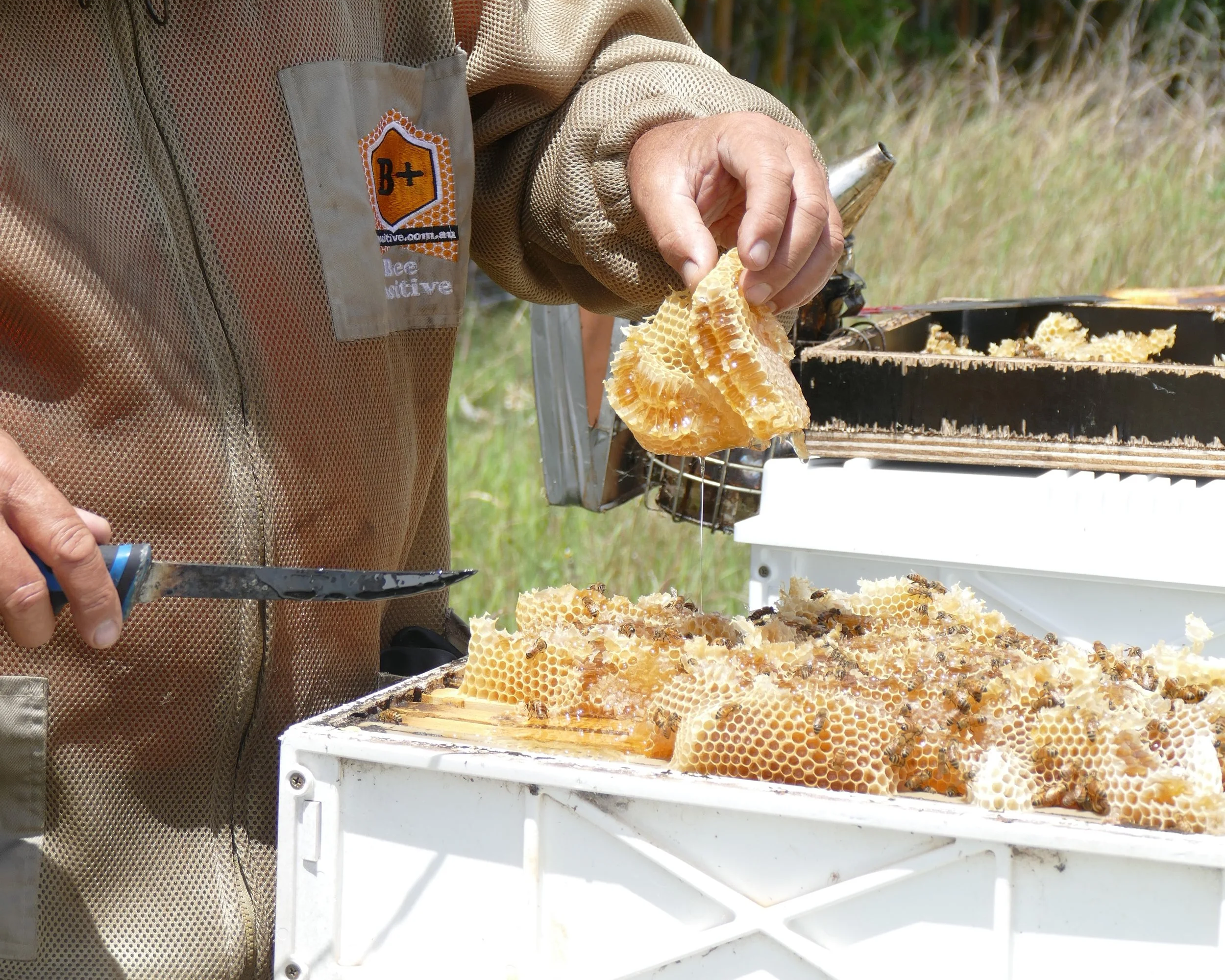 A beekeeper collecting honeycomb from a hive with bees on it, outdoors in a field.