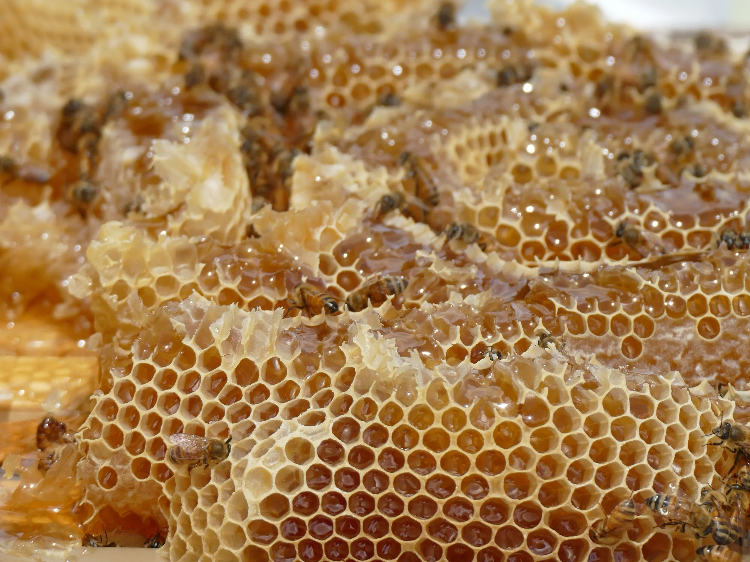 Close-up of honeycomb with bees on it, showing honey and wax cells.