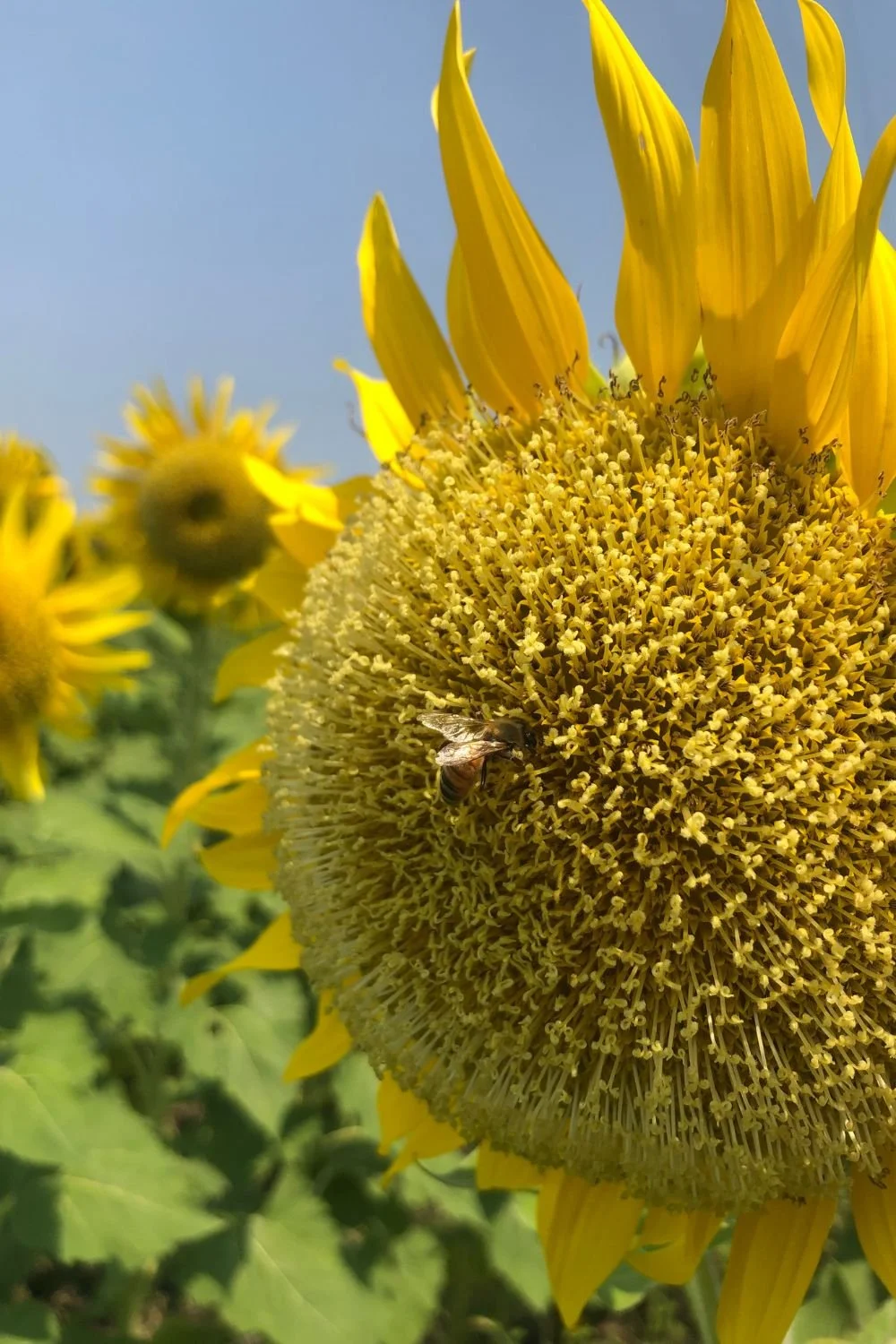 Close-up of a sunflower with a bee collecting nectar on its large yellow center, against a blue sky background.