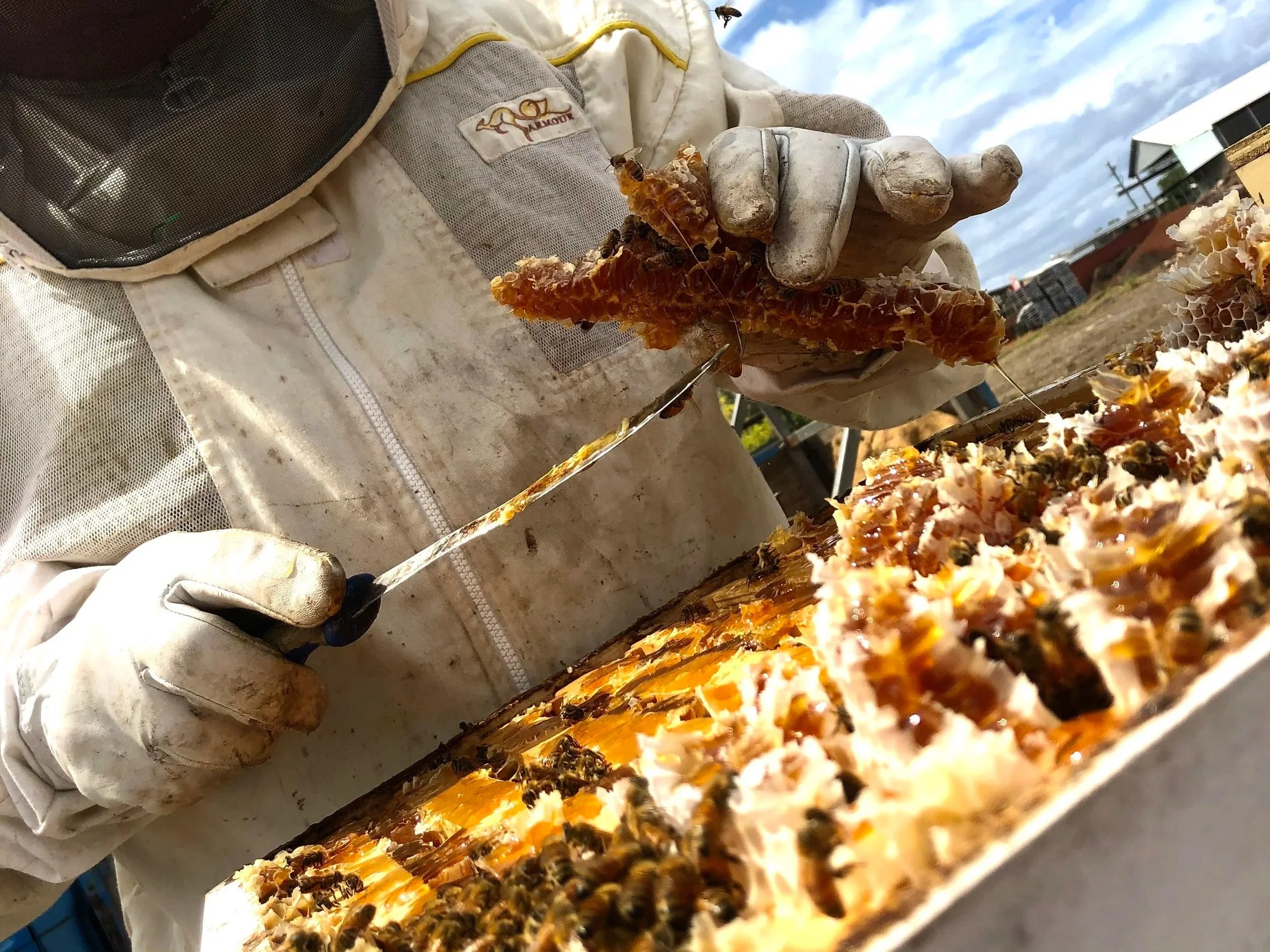 A beekeeper inspecting a honeycomb frame with bees, wearing protective gloves and suit, outdoors under a partly cloudy sky.