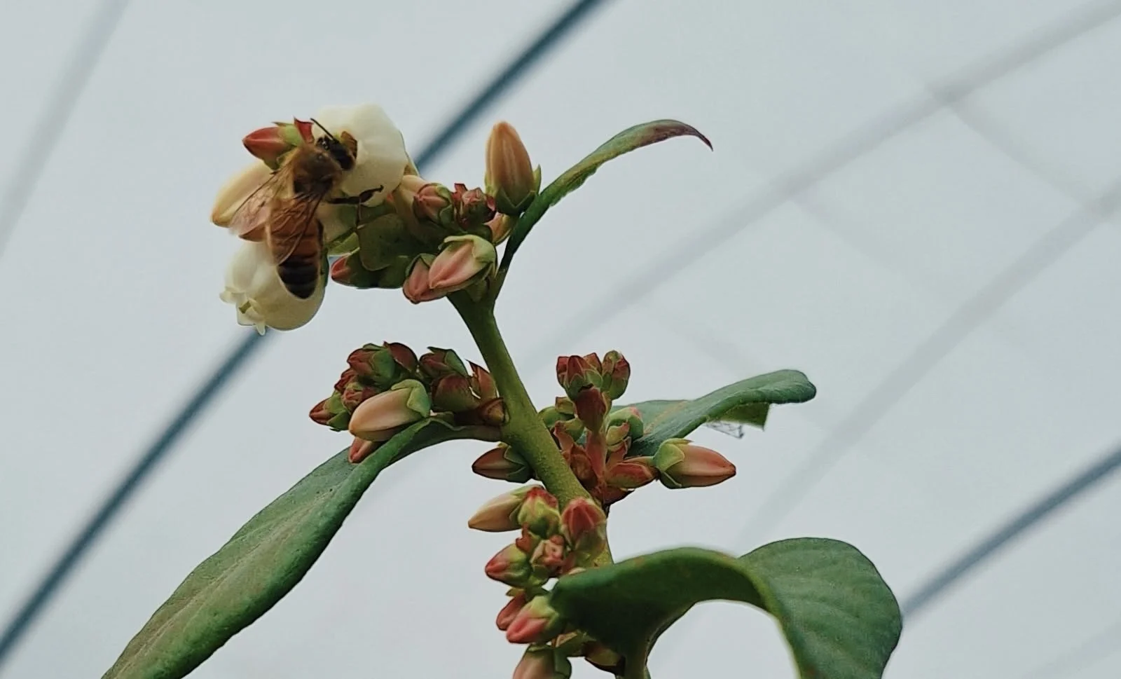 A bee collecting nectar from a cluster of small pale pink and red flowers on a green plant.