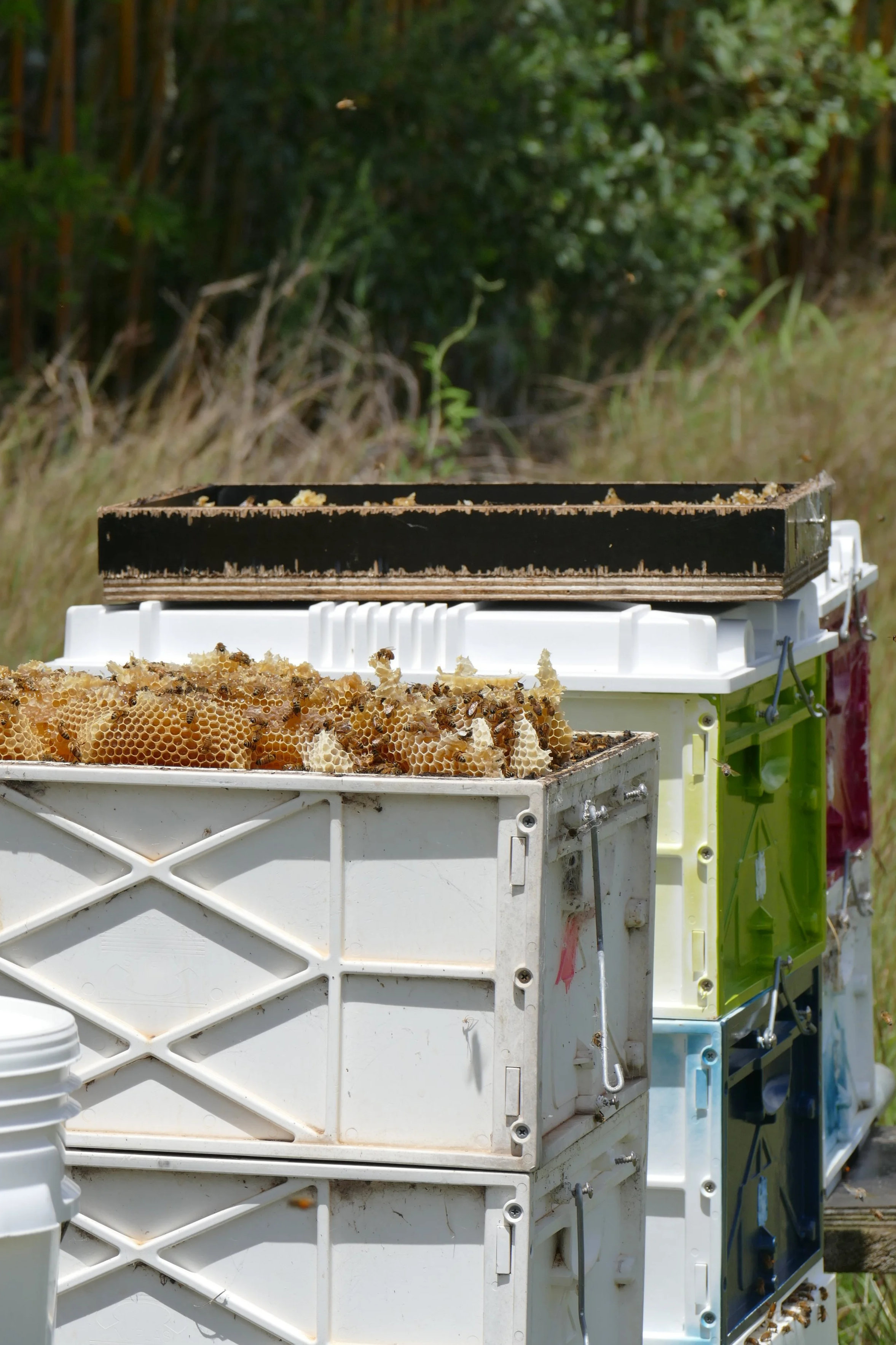 Honeycomb frames and a plastic crate filled with bees, located outdoors in a field.