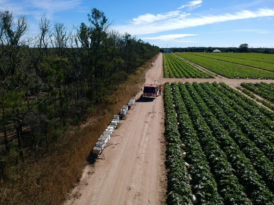 A farm field with rows of green crops, a dirt path, a tractor, and multiple bee hives along the side of the path near trees.