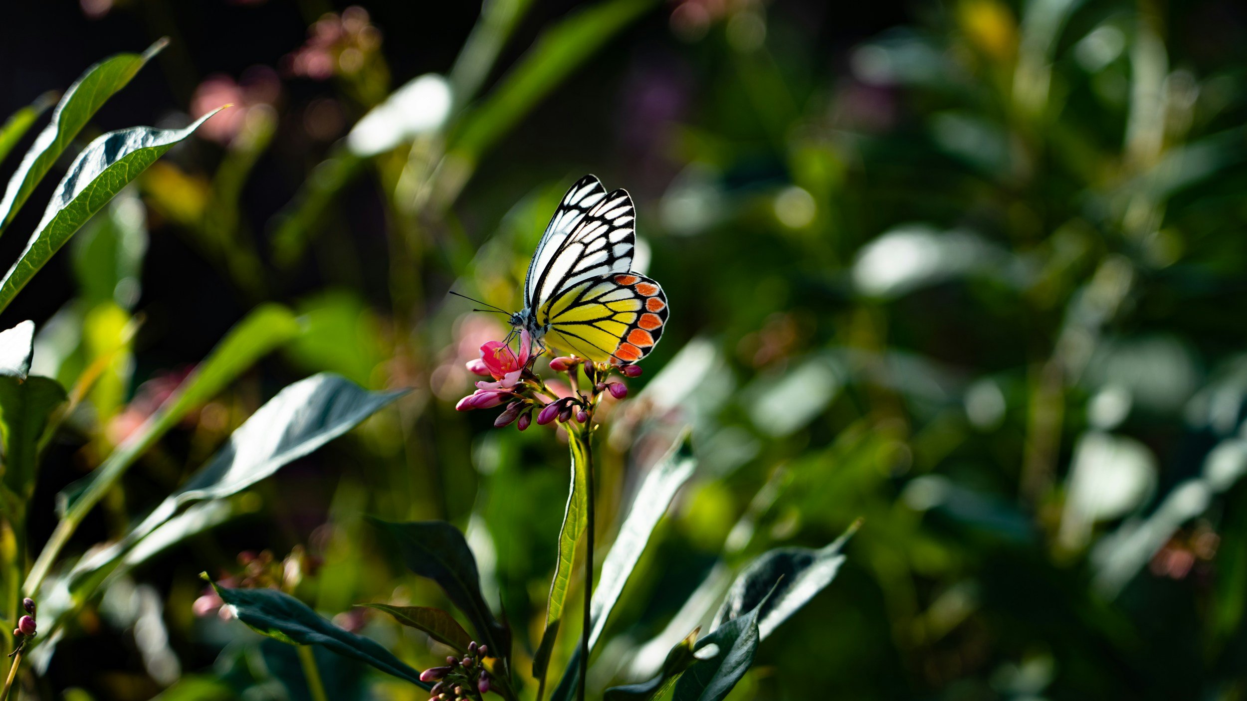 ADHD assessment in Auckland. A butterfly with black, white, yellow, and orange markings perched on pink flowers amidst green foliage.