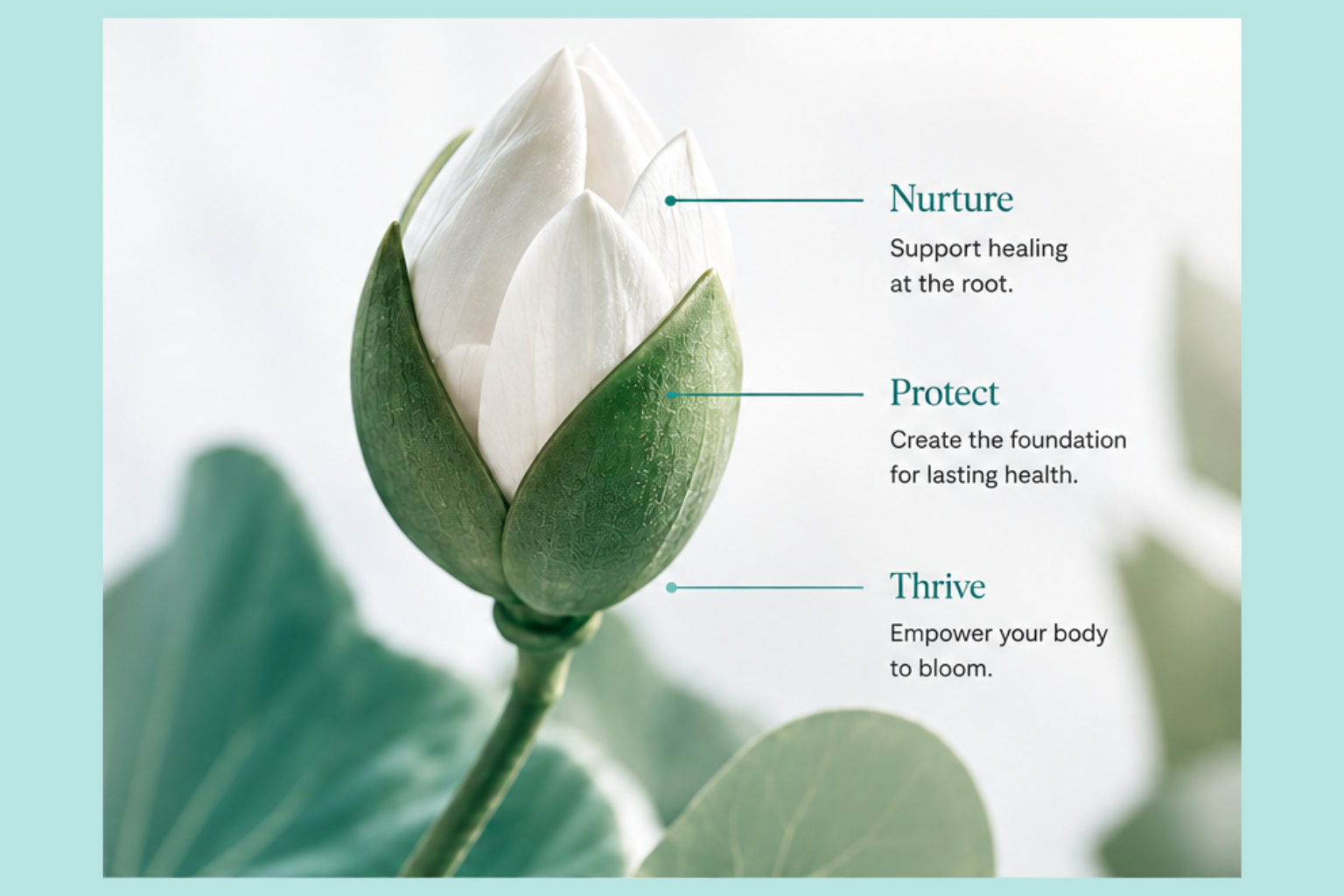 A close-up of a white bloom surrounded by green leaves, with labels and descriptions about nurturing, protecting, and thriving.