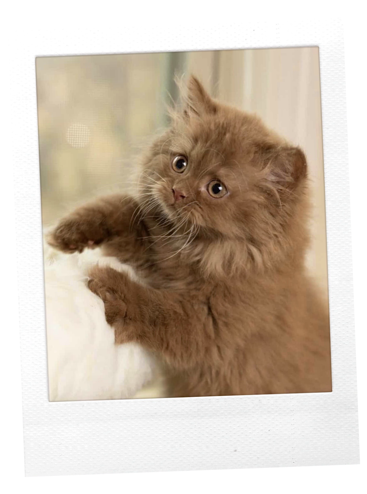 A cute, fluffy brown kitten with wide eyes, lying on a soft surface.