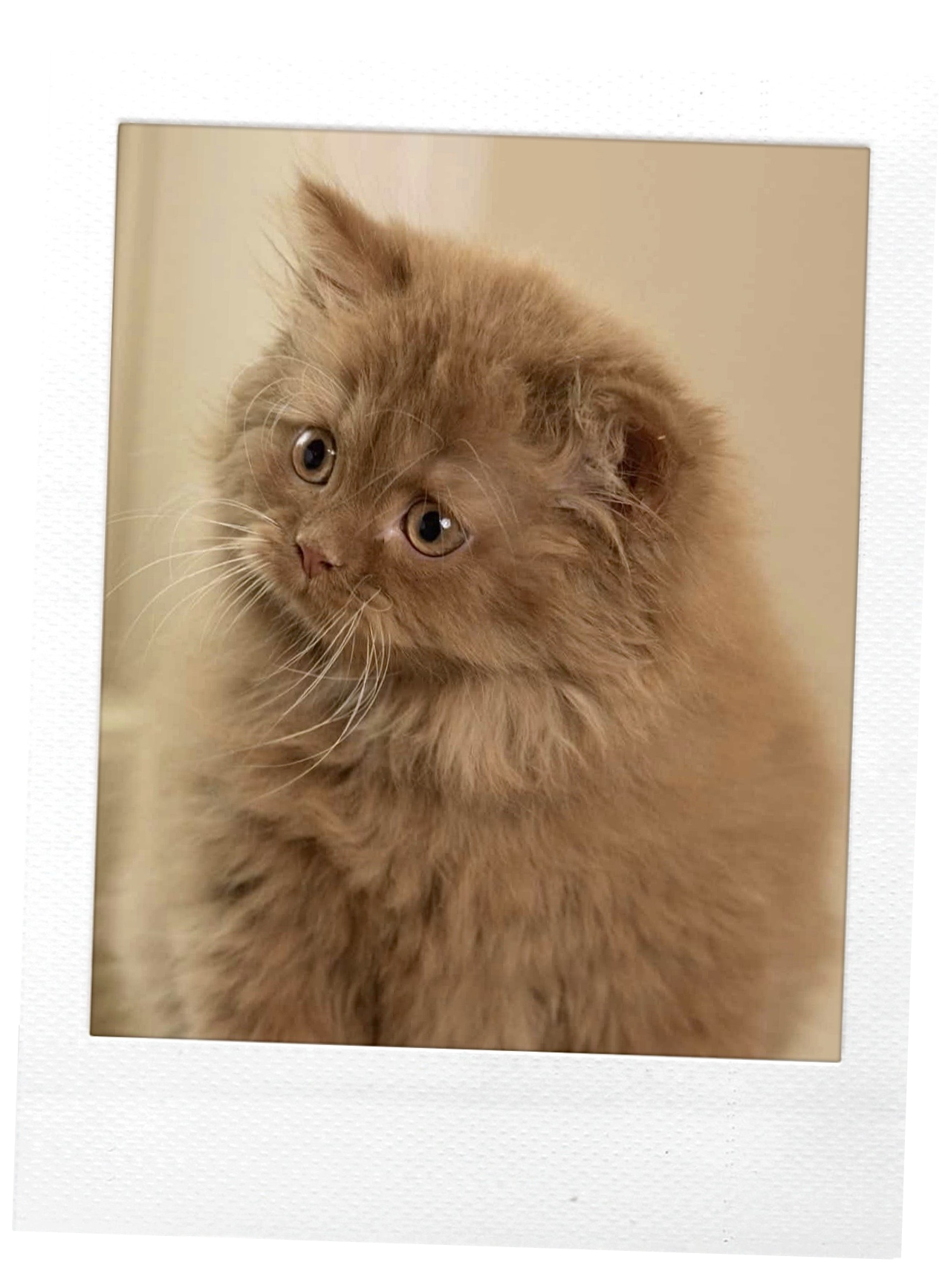 A cute, fluffy brown kitten looking to the side with a neutral background.