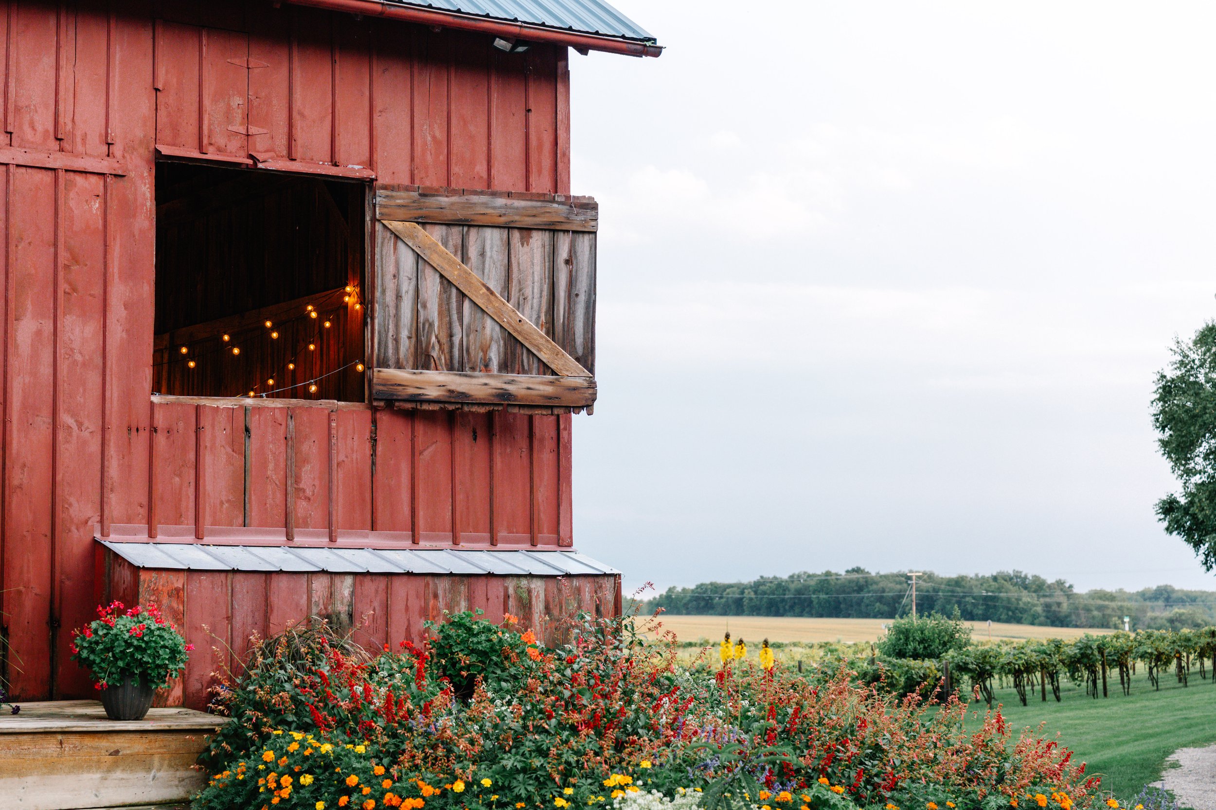 A rustic red barn with a single open window decorated with string lights, surrounded by colorful flowers and greenery in a rural landscape.