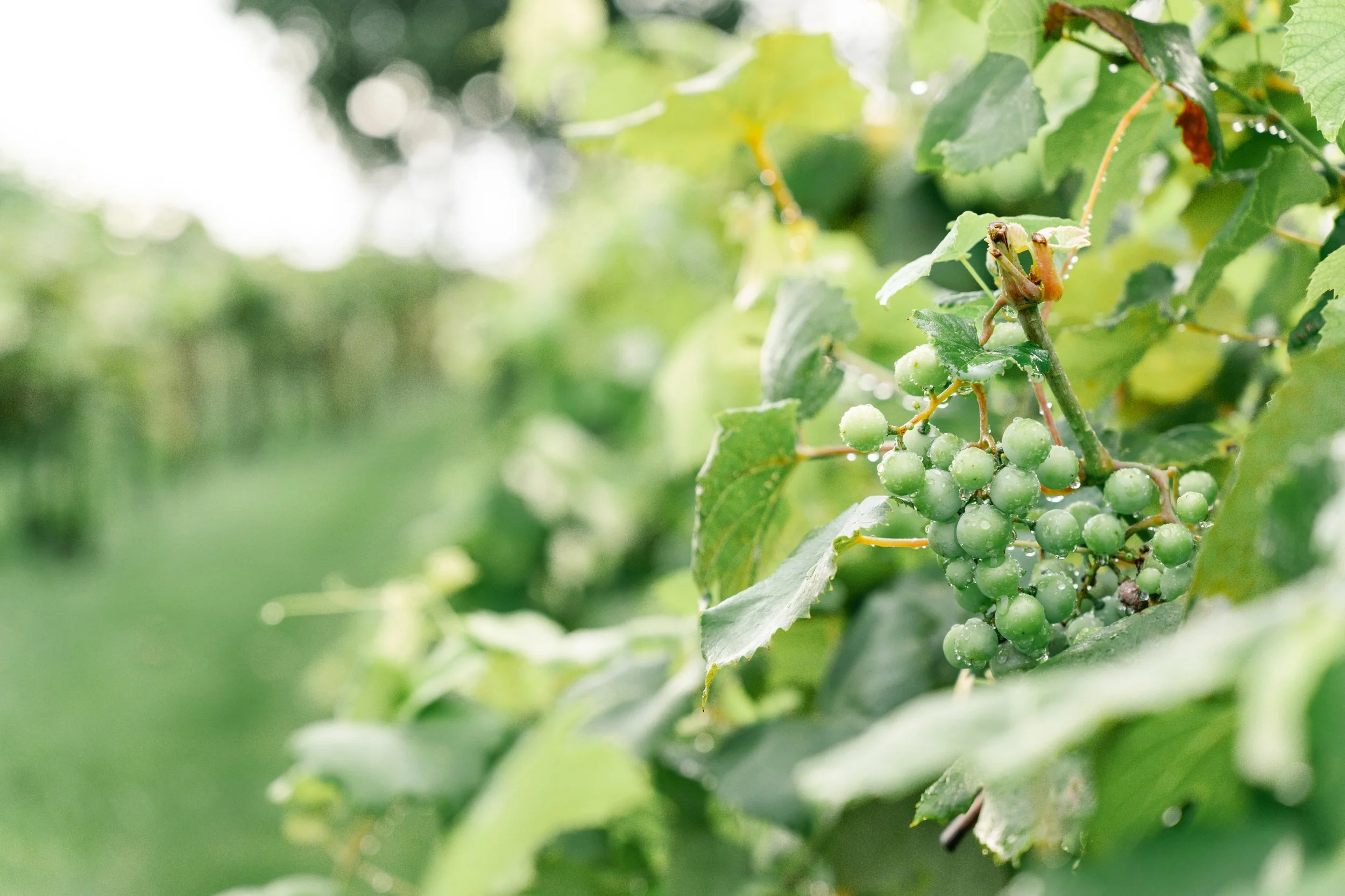 Close-up of a cluster of green grapes hanging on a vine with leaves, dew drops on the grapes and leaves in a sunny outdoor setting.