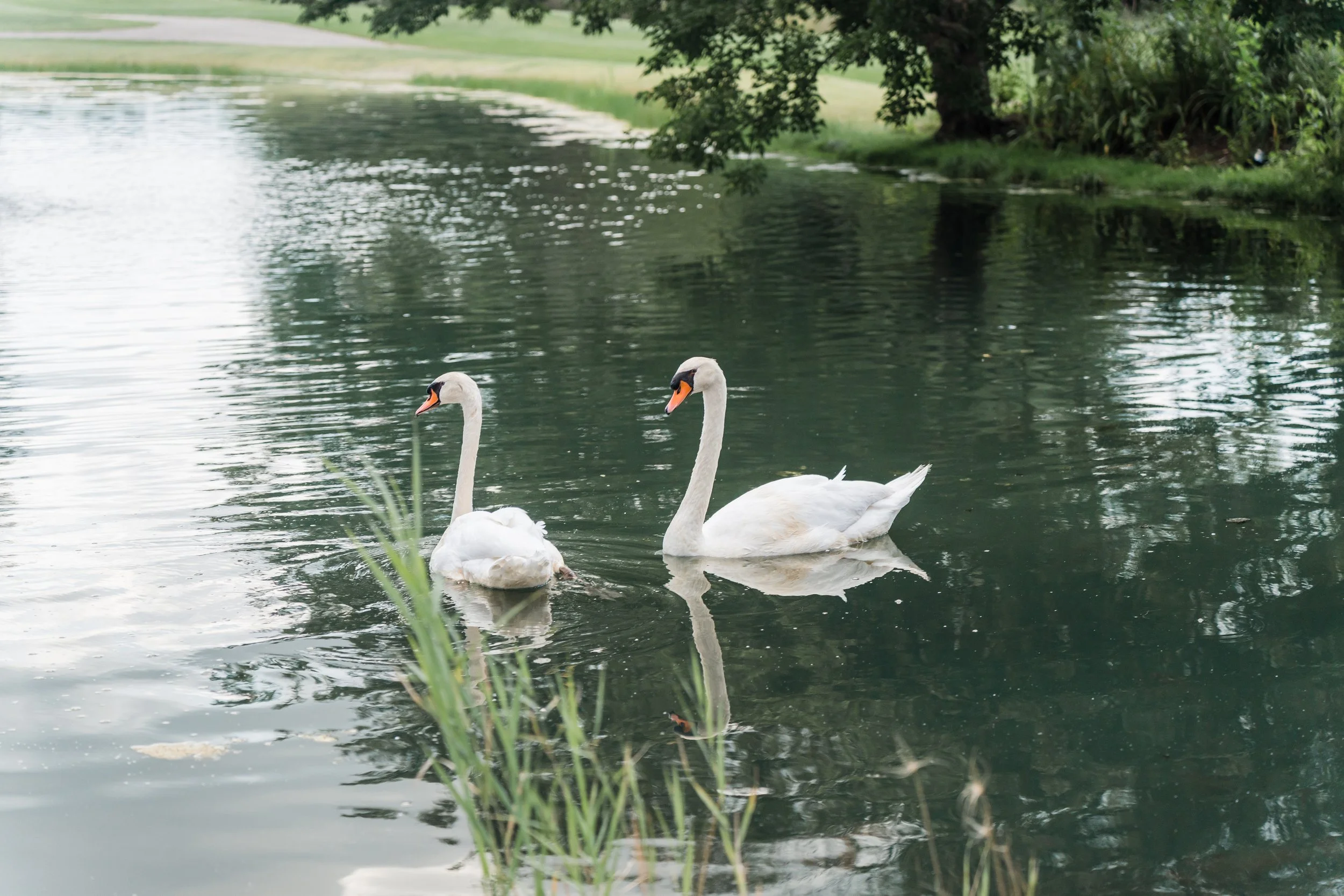 Two white swans swimming on a calm pond next to tall grass with trees and greenery in the background.