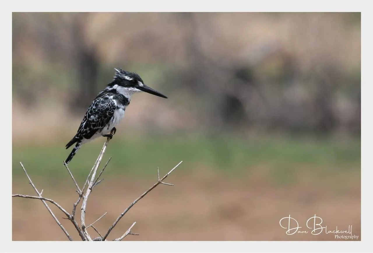 Pied Kingfisher