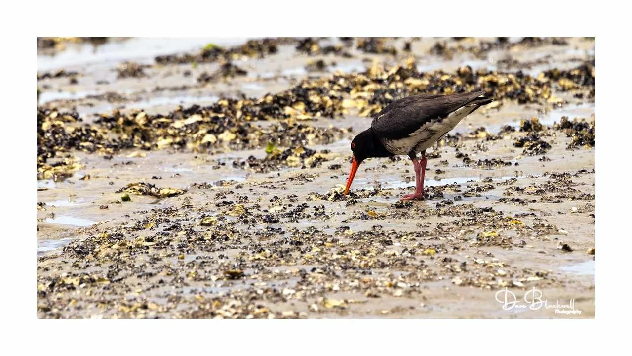Variable Oyster Catcher