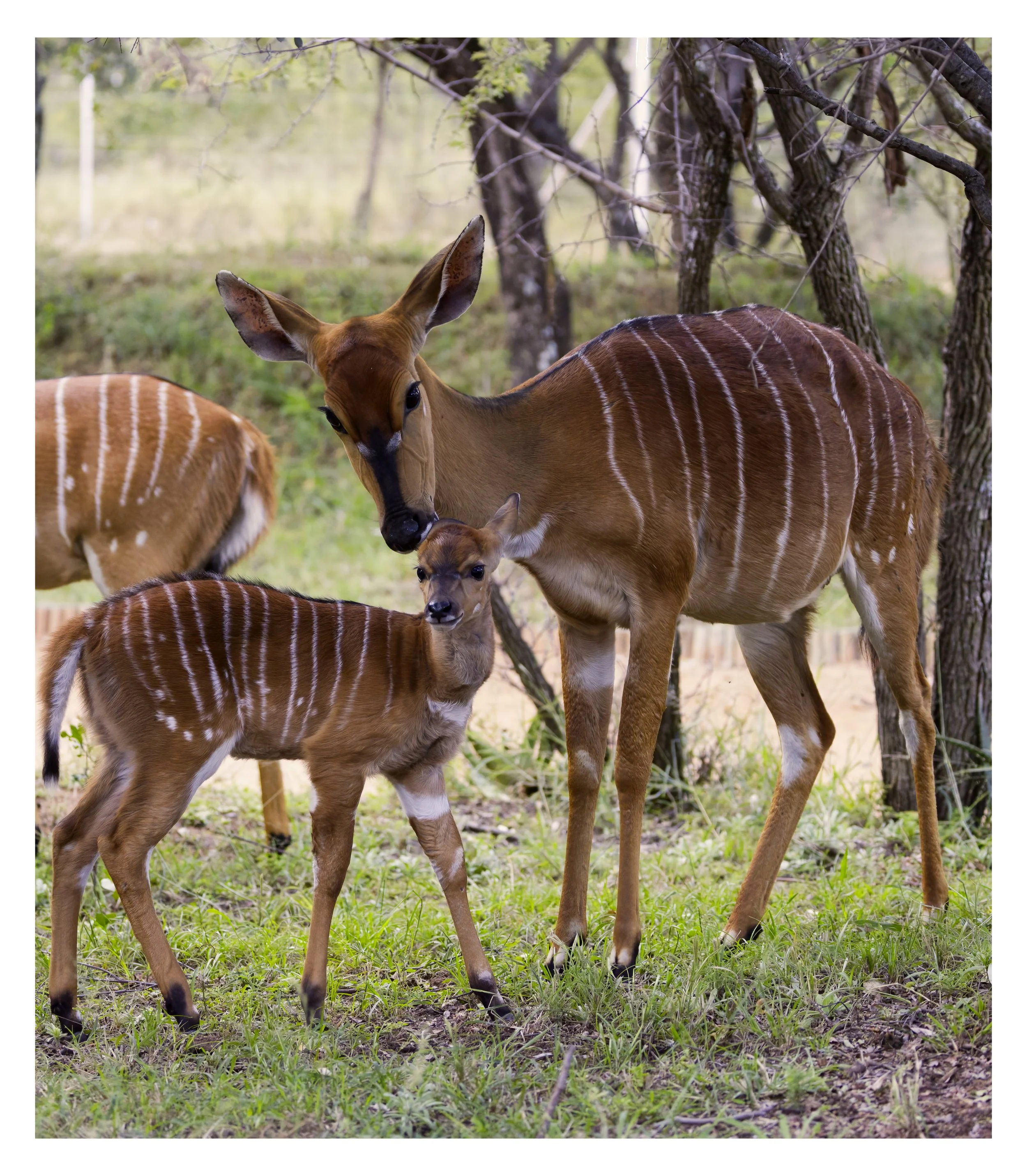 Female Nyala