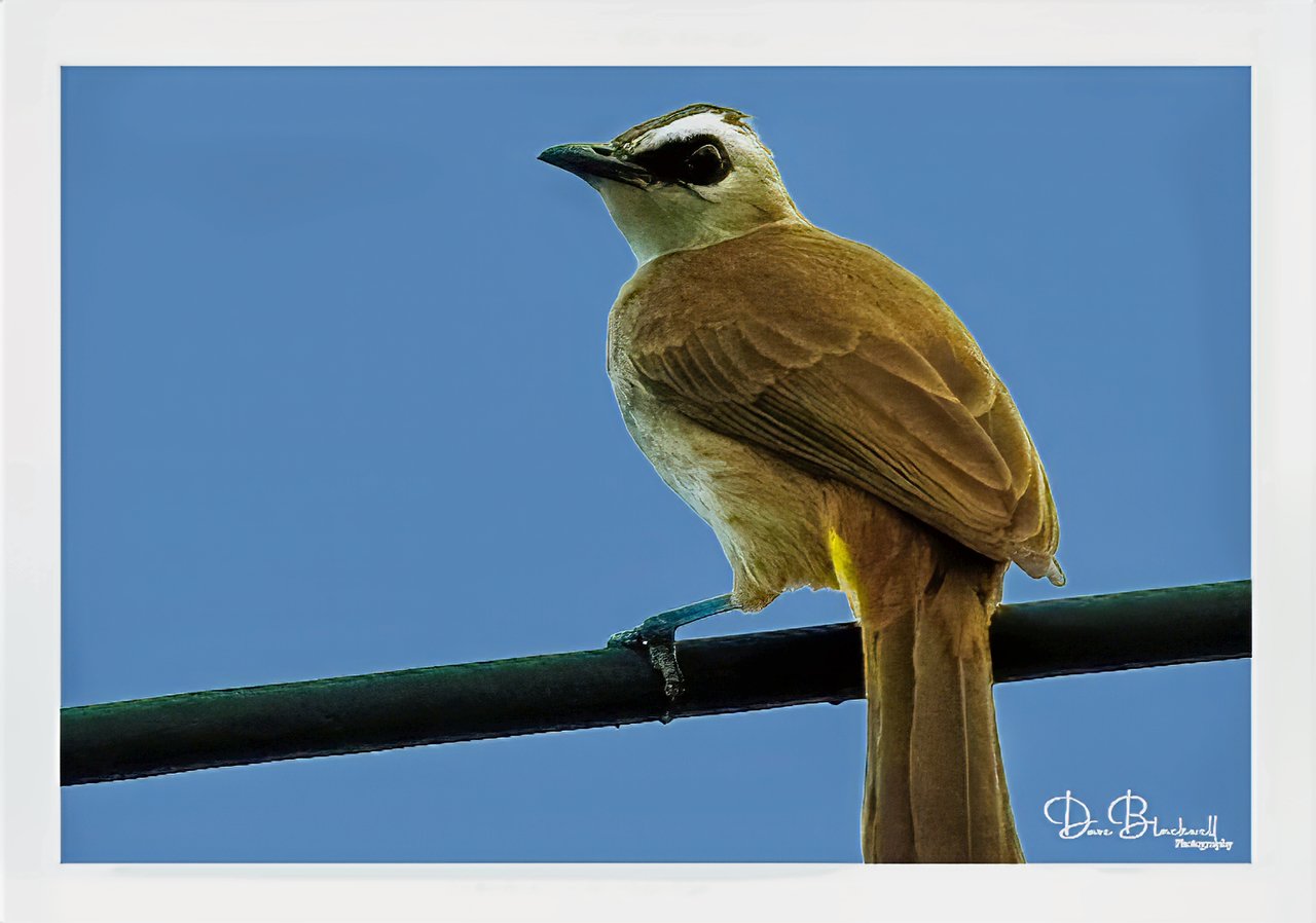 Yellow vented Bulbul