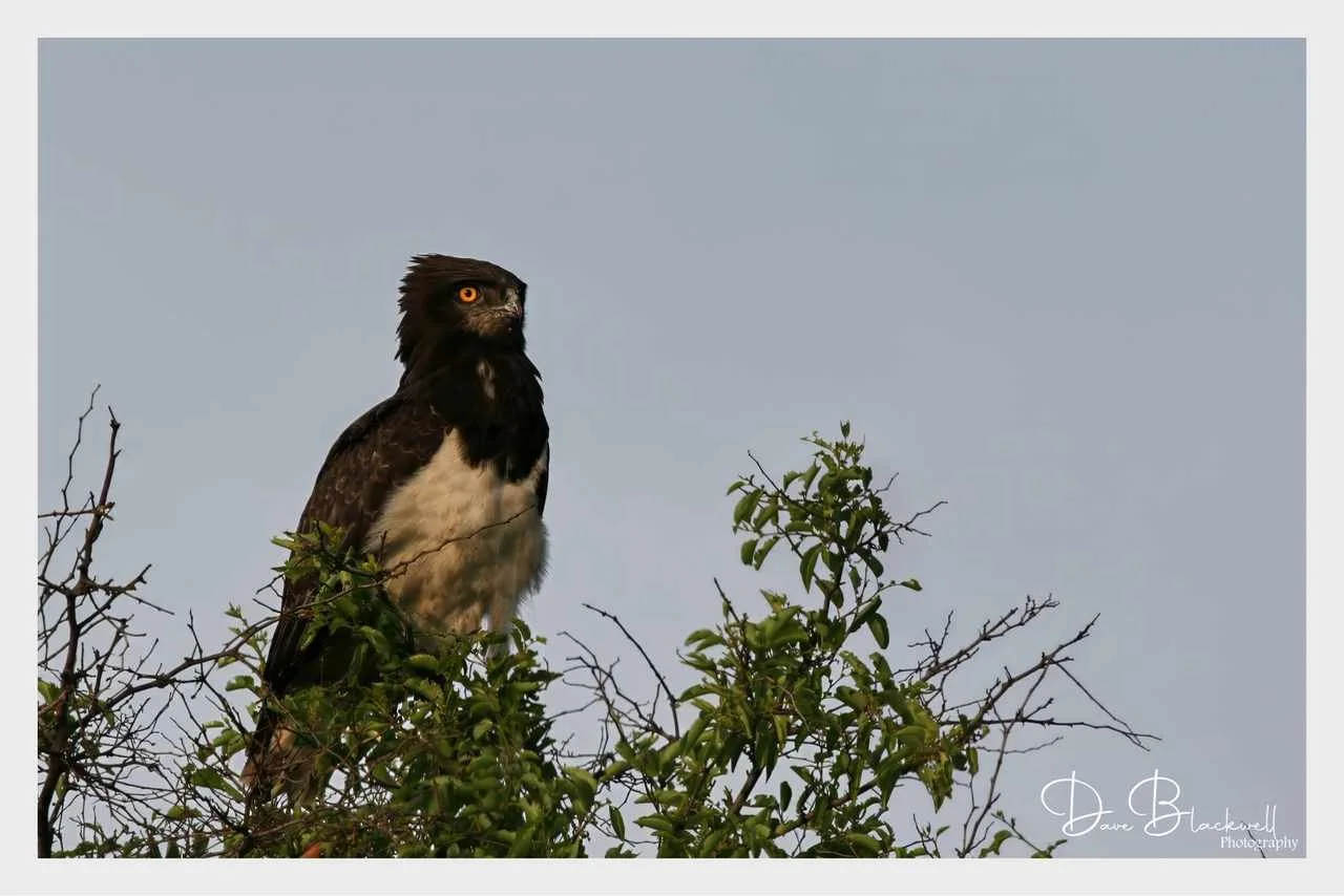 Black Chested snake Eagle