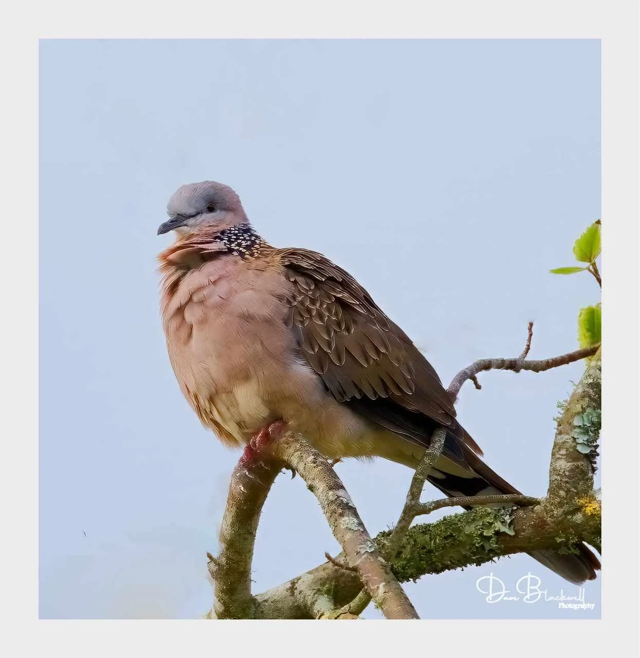 Spotted Dove